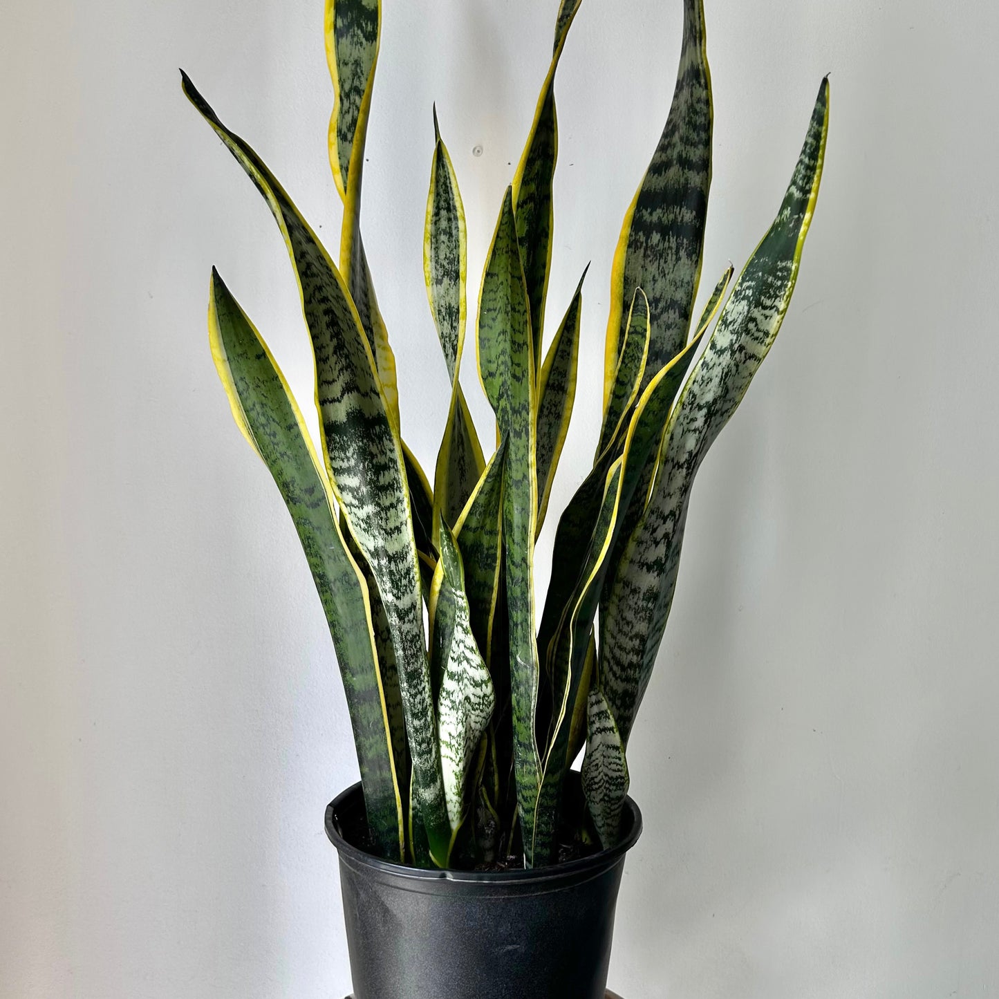 Sansevieria Laurentii approximately 3ft ft tall in 8.5”pot