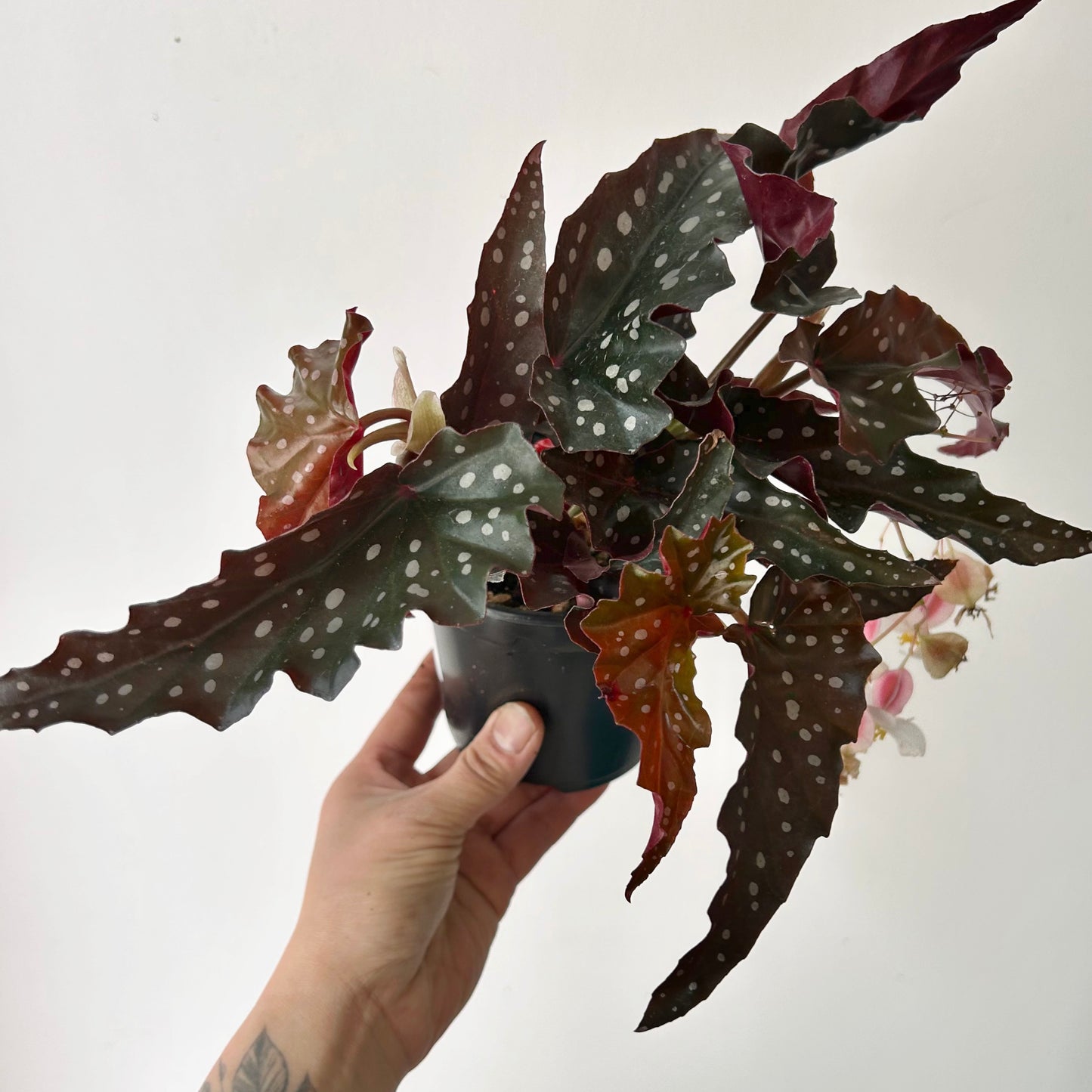 Begonia maculata “Black Forest” 5”pot