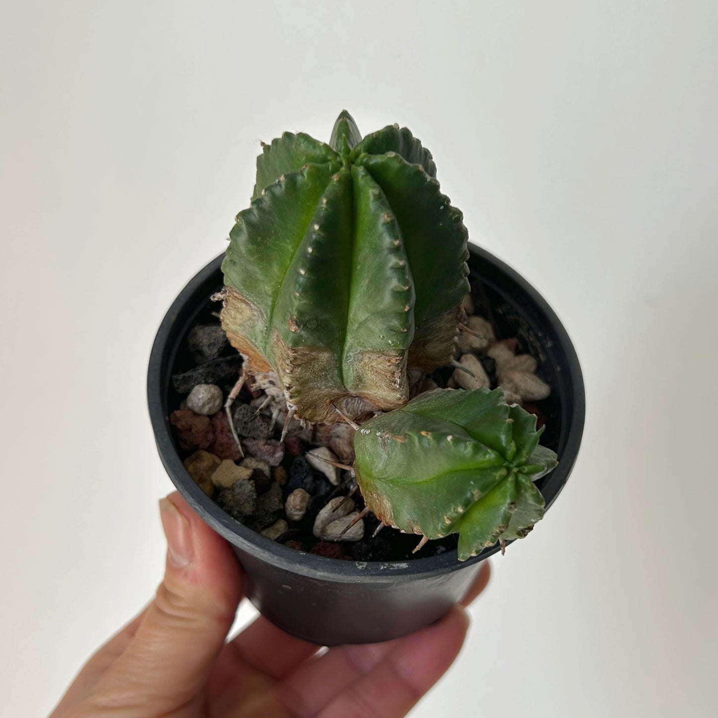 Melon Spurge (Euphorbia Meloformis) 3.5" pot