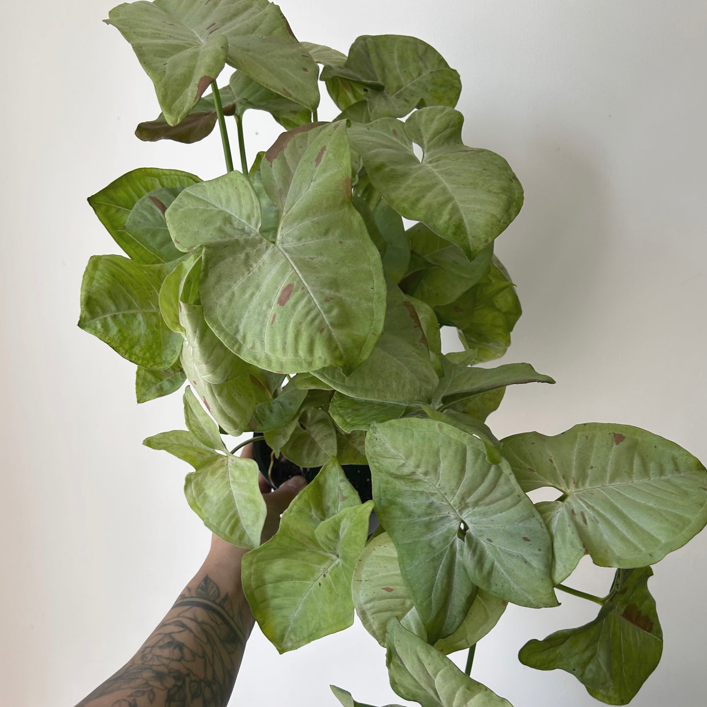 Syngonium ‘Milk Confetti’ 6” pot