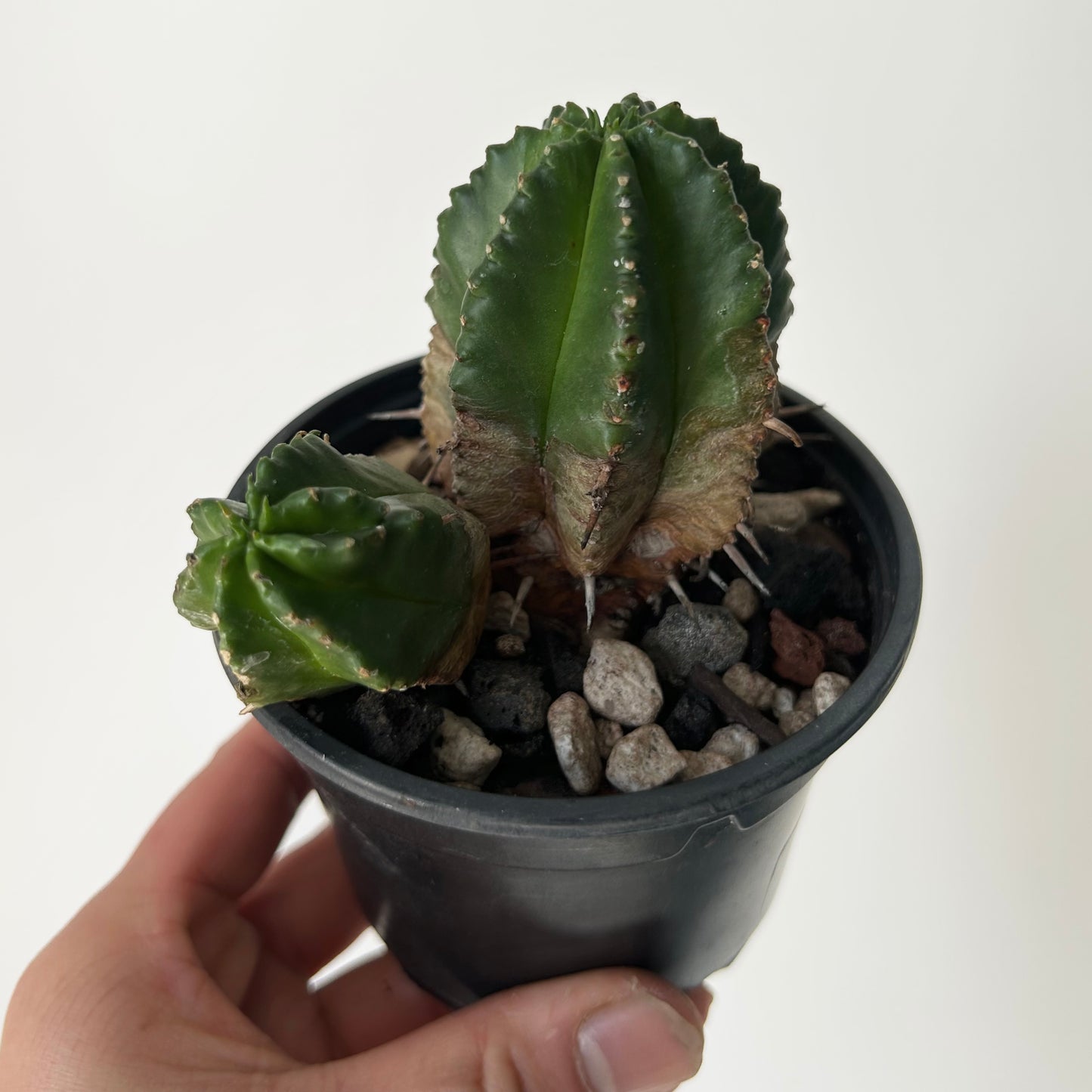 Melon Spurge (Euphorbia Meloformis) 3.5" pot