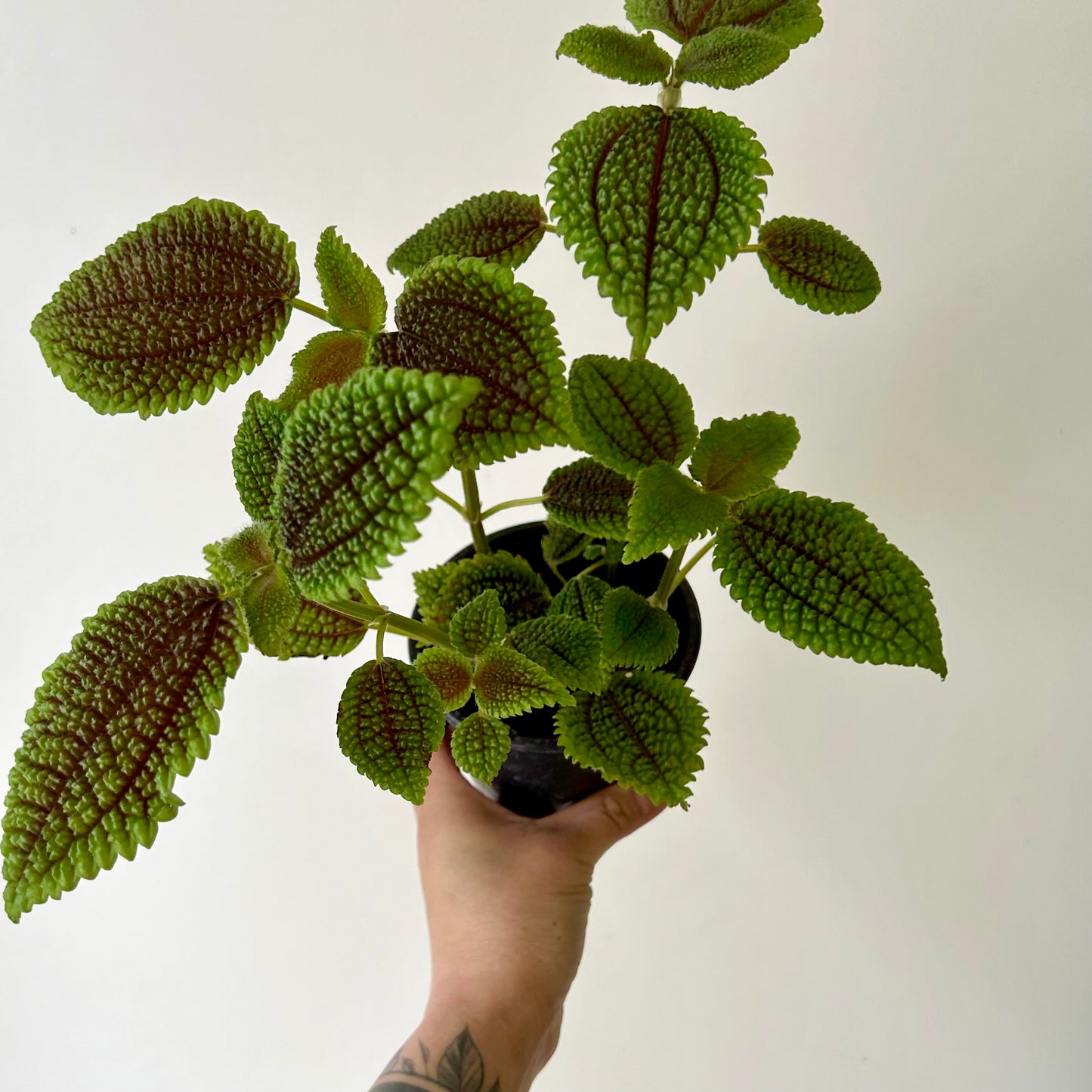 Pilea mollis “Moon Valley” 4” pot