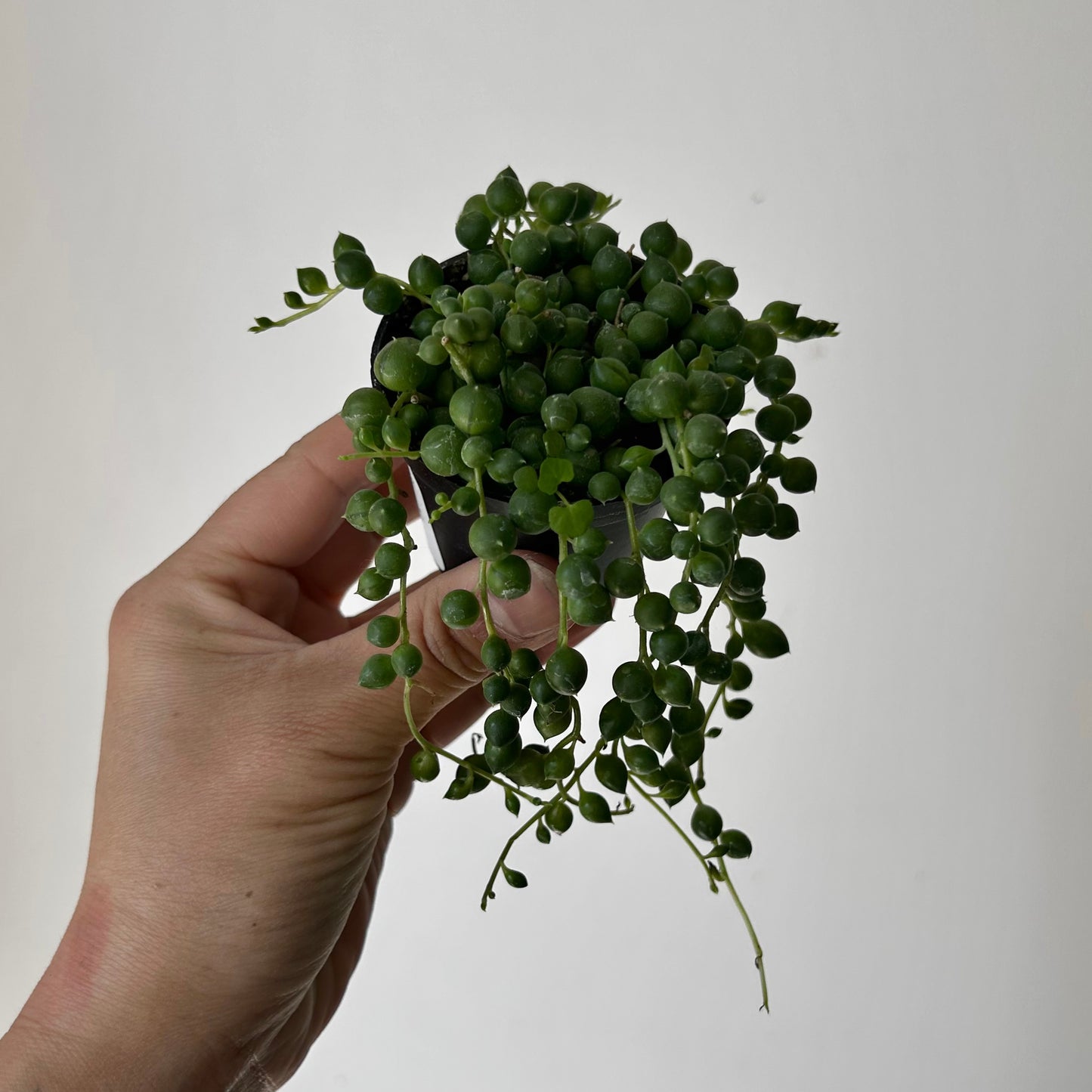 String of Pearls (Senecio Rowleyanus) 2.5” pot