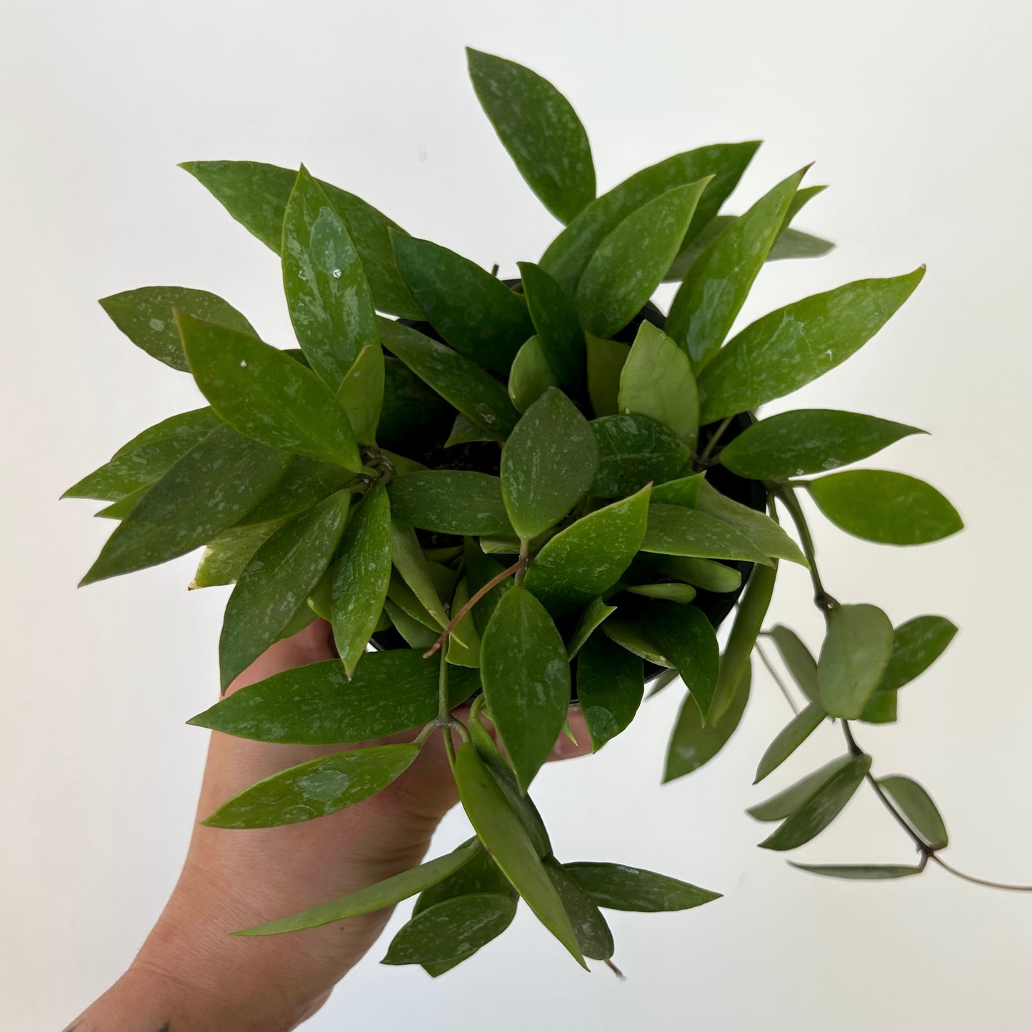 Hoya Memoria Gracilis 4”pot