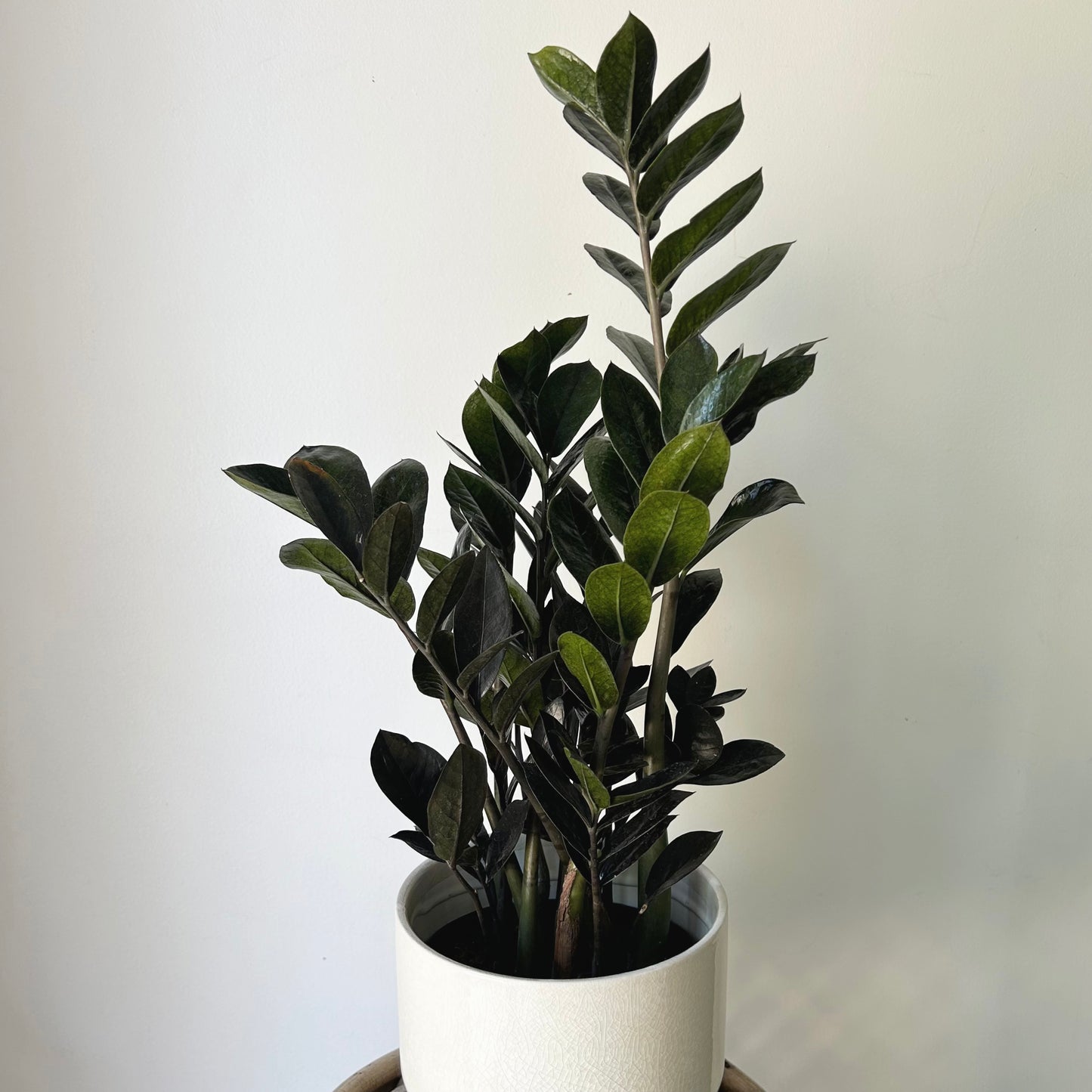 Black ZZ “Raven” (Zamioculcas zamiifolia) approximately 22inches tall in 6" pot