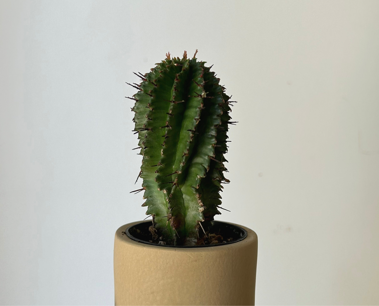 FAYE Cylindrical Clay decorative pot (5”x5”)