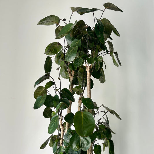 Aralia Fabian Stump (Polyscias Scutellaria), approximately 5ft tall 10”pot