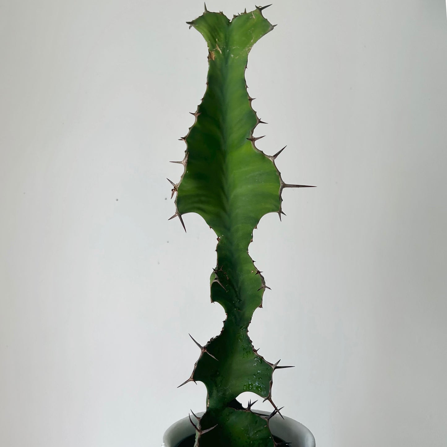 Euphorbia grandicornis approximately 2ft tall in 6”pot