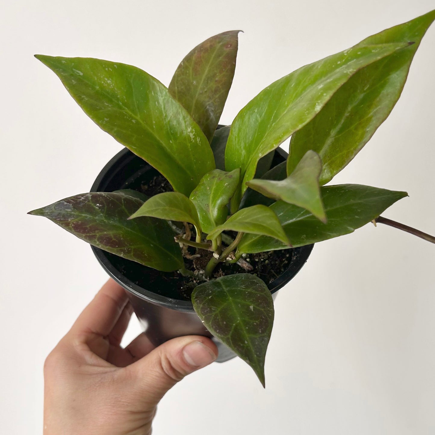 Hoya Sunrise 4” pot