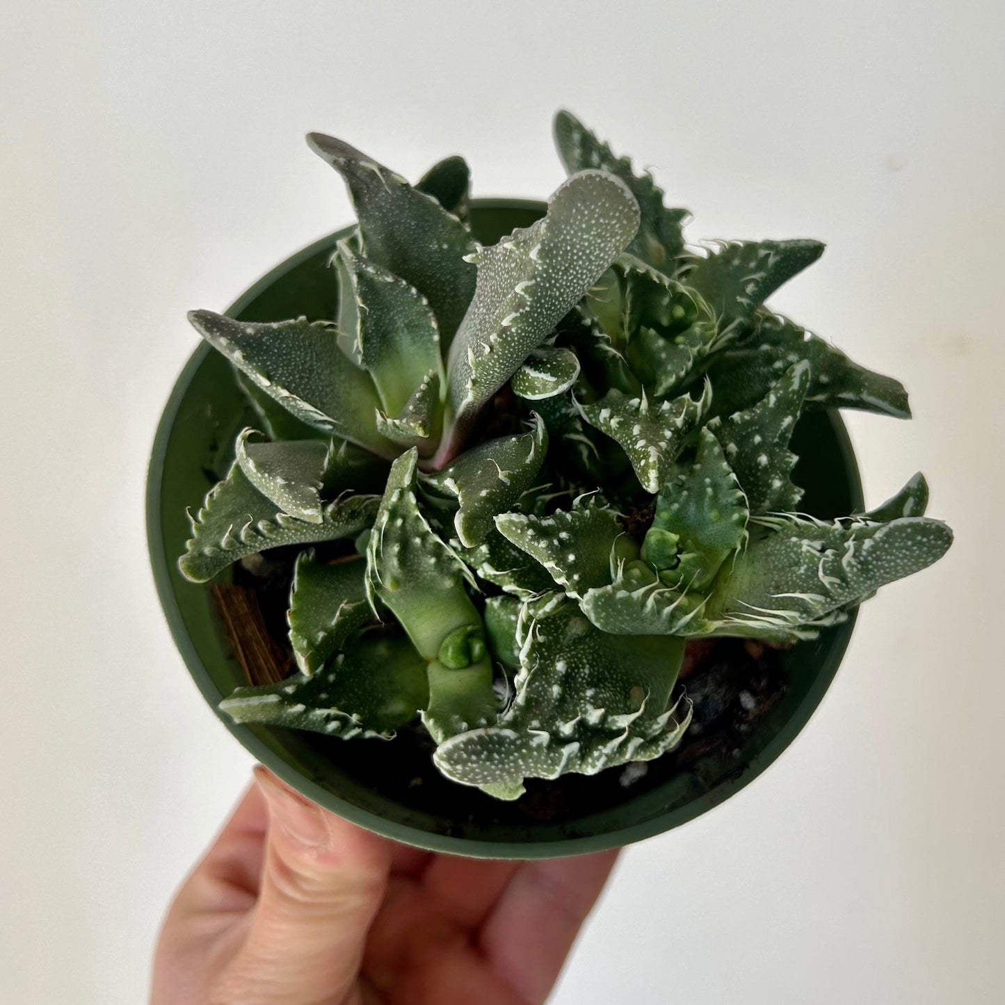 Tiger Jaw Succulent (Faucaria tigrina) 4” pot