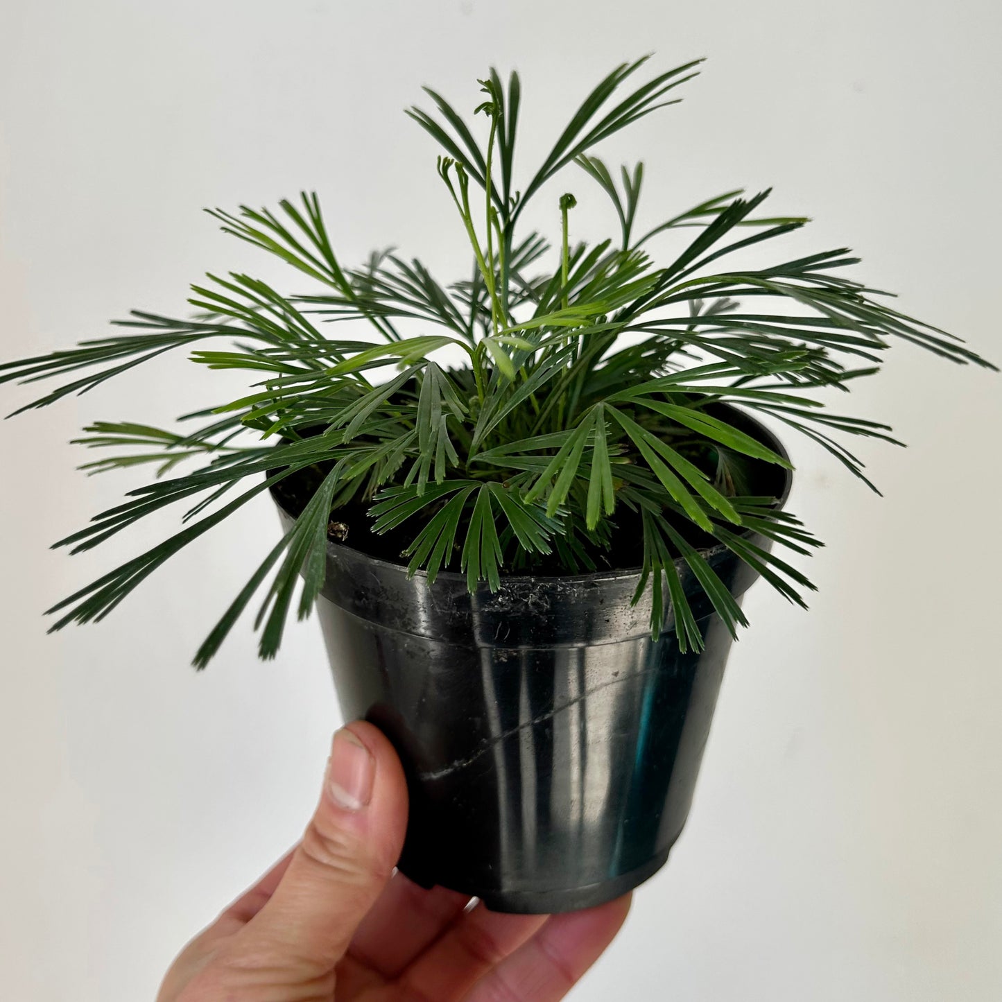 Eyelash Fern (Actiniopteris australis) 4” pot