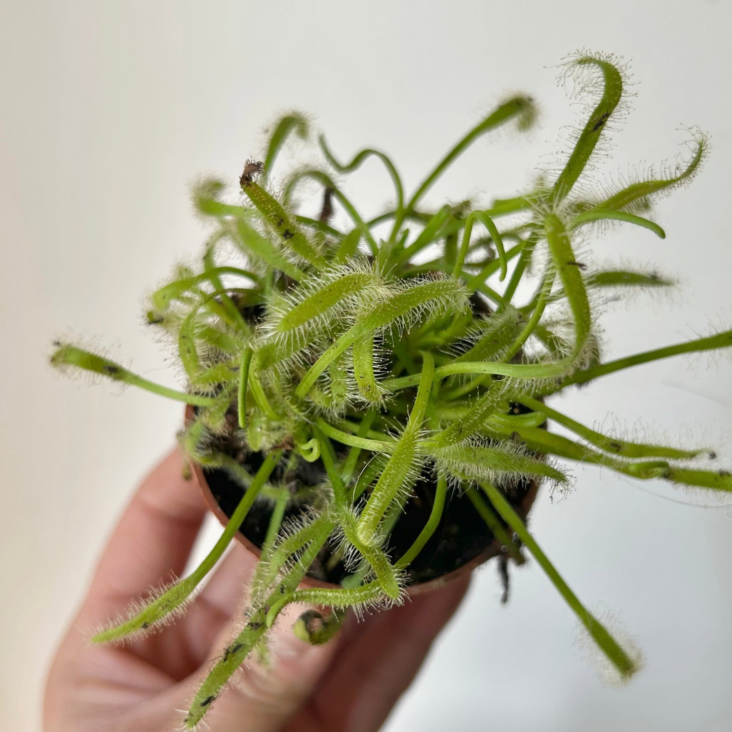 Drosera 2.5””pot
