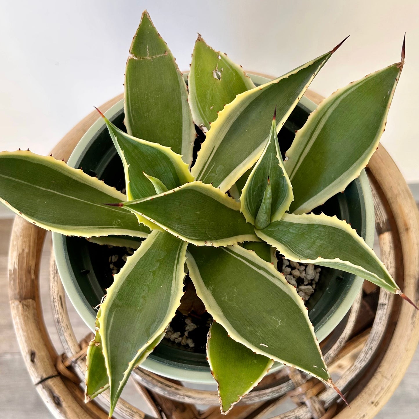 Variegated Agave 6”pot