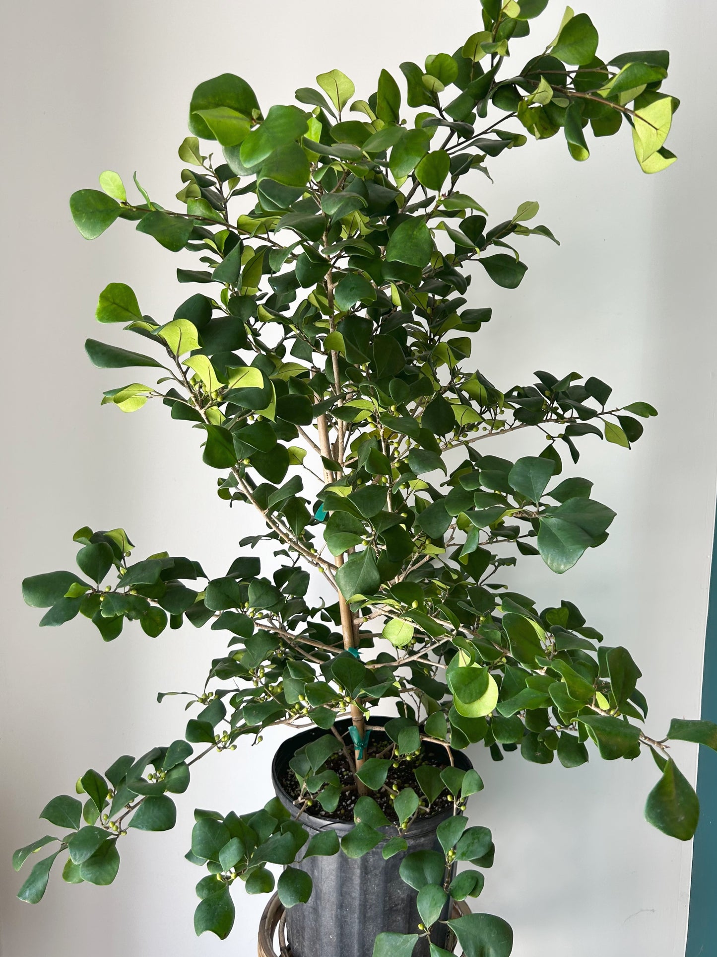 Natal Fig Bush (Ficus natalensis) approximately 4 ft tall in 10” pot