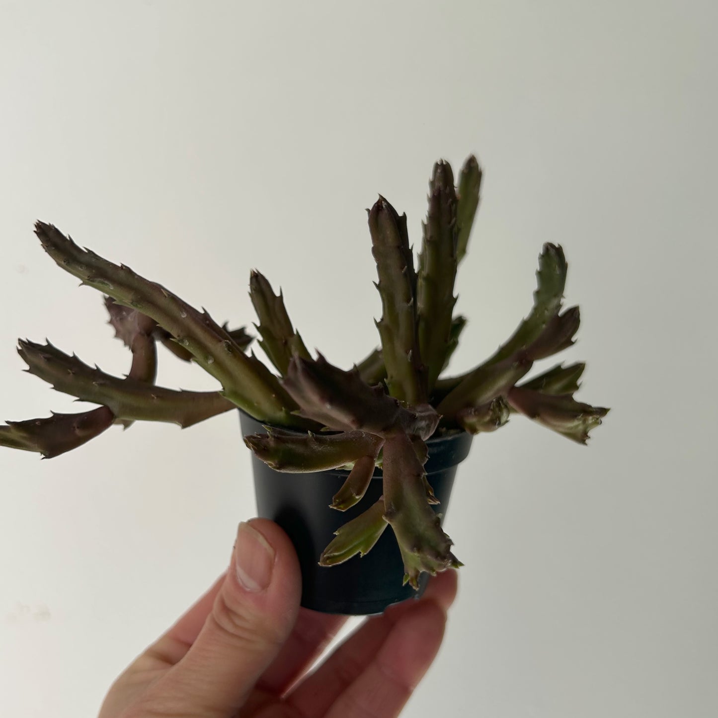 Stapelia schinzii 2.75”pot