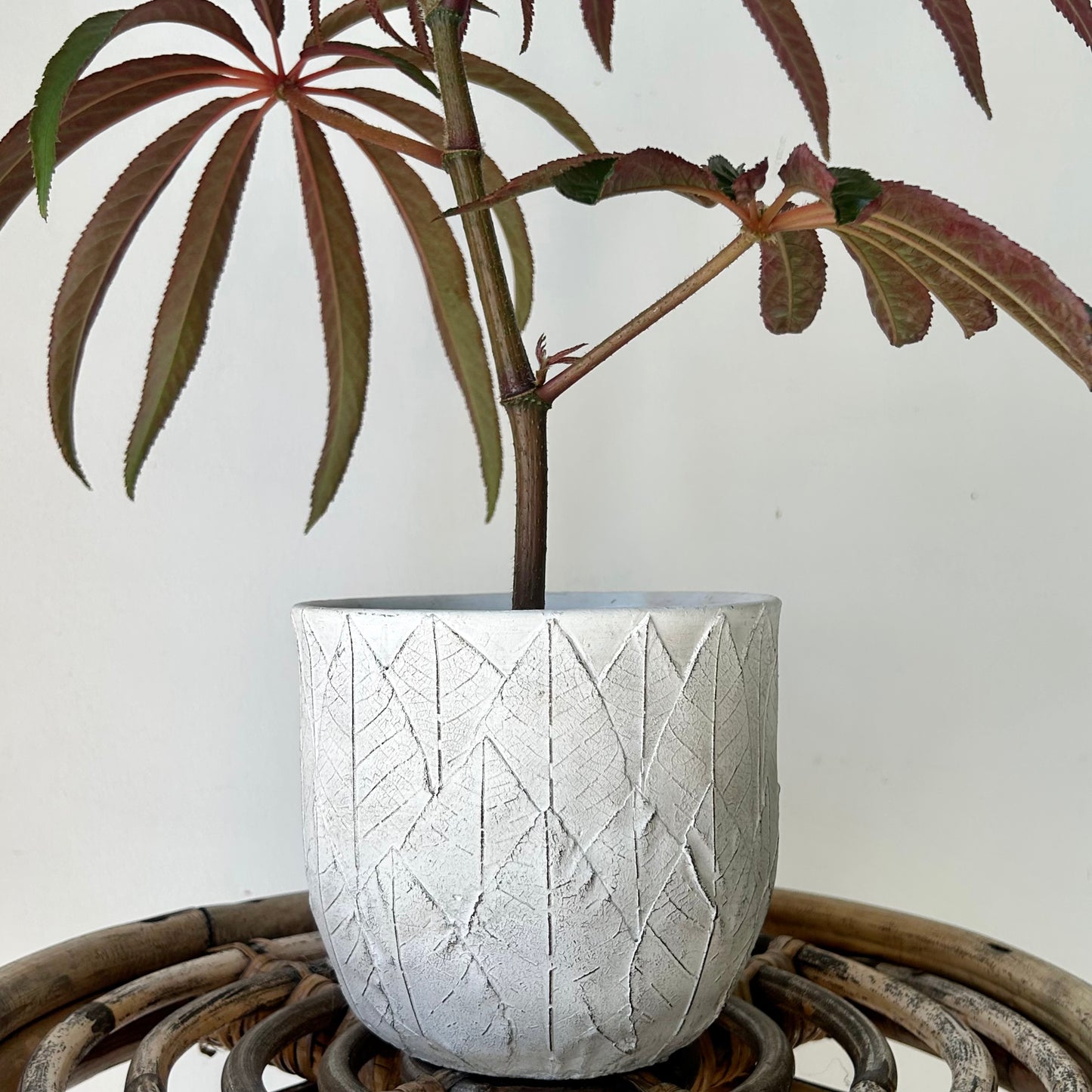 QUINN Decorative Cover Pot (Embossed Leaf Design) 5”x4.5”