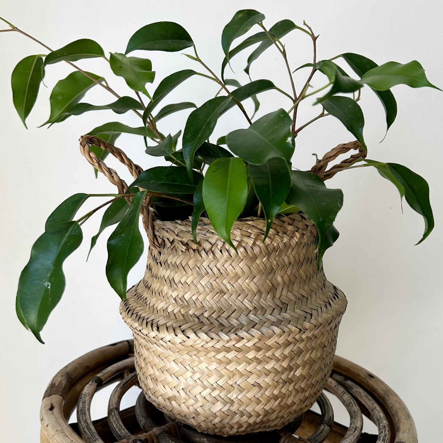 Seagrass Plant Tote (5.5”X7”)