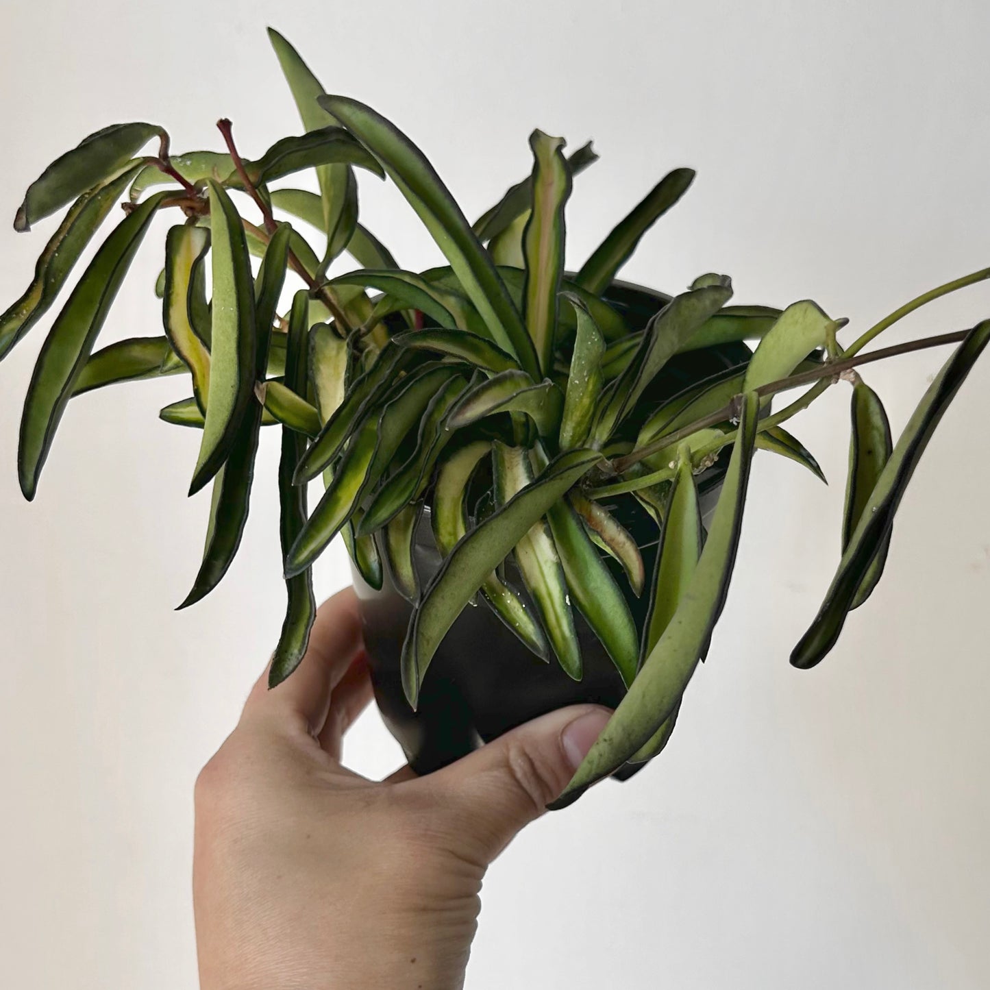Variegated Hoya Kentiana 4” pot