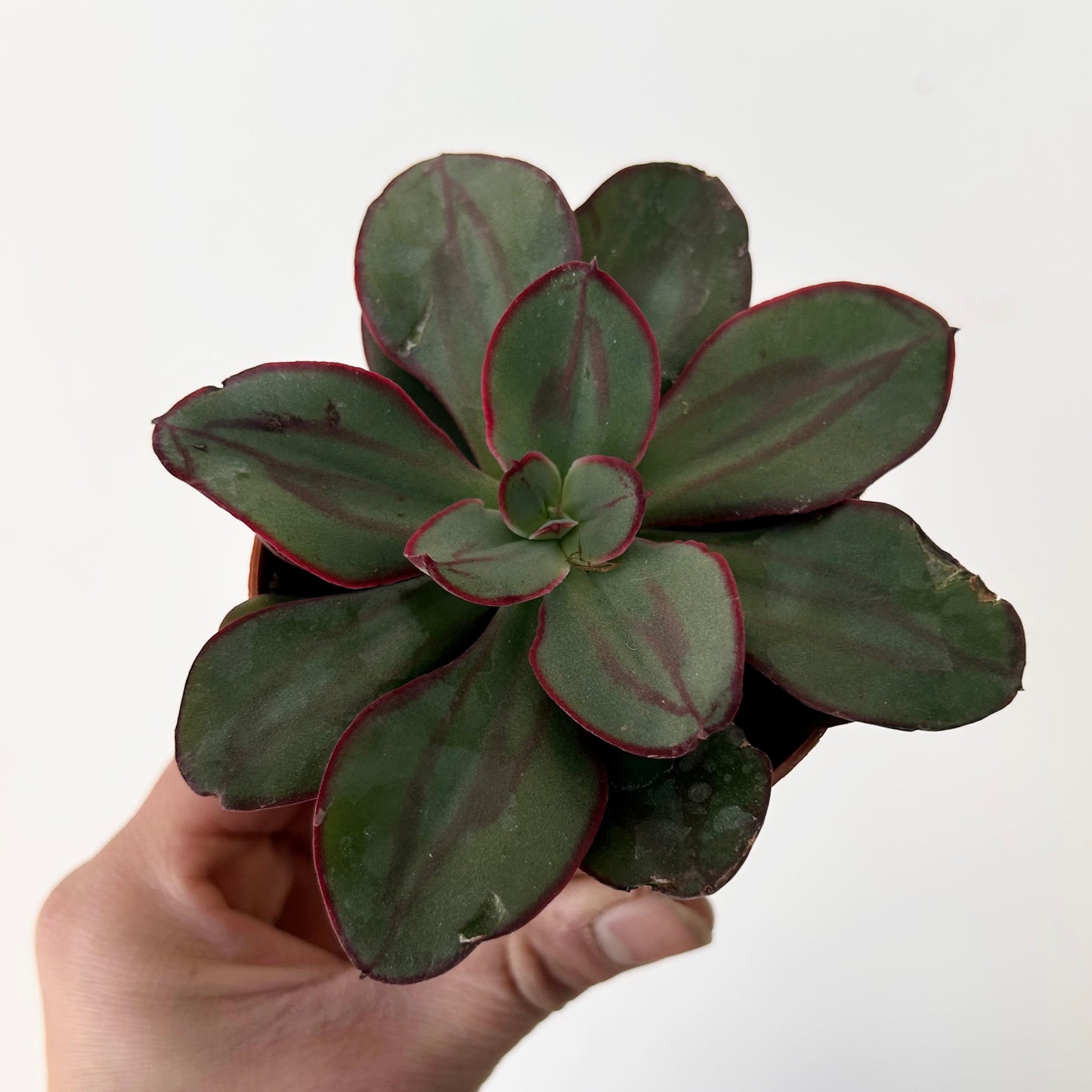 Echeveria nodulosa 3”pot