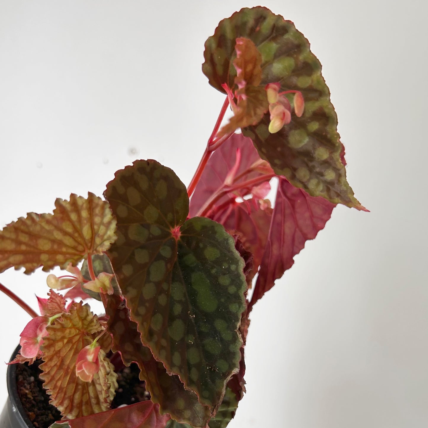 Begonia chlorosticta 4” pot