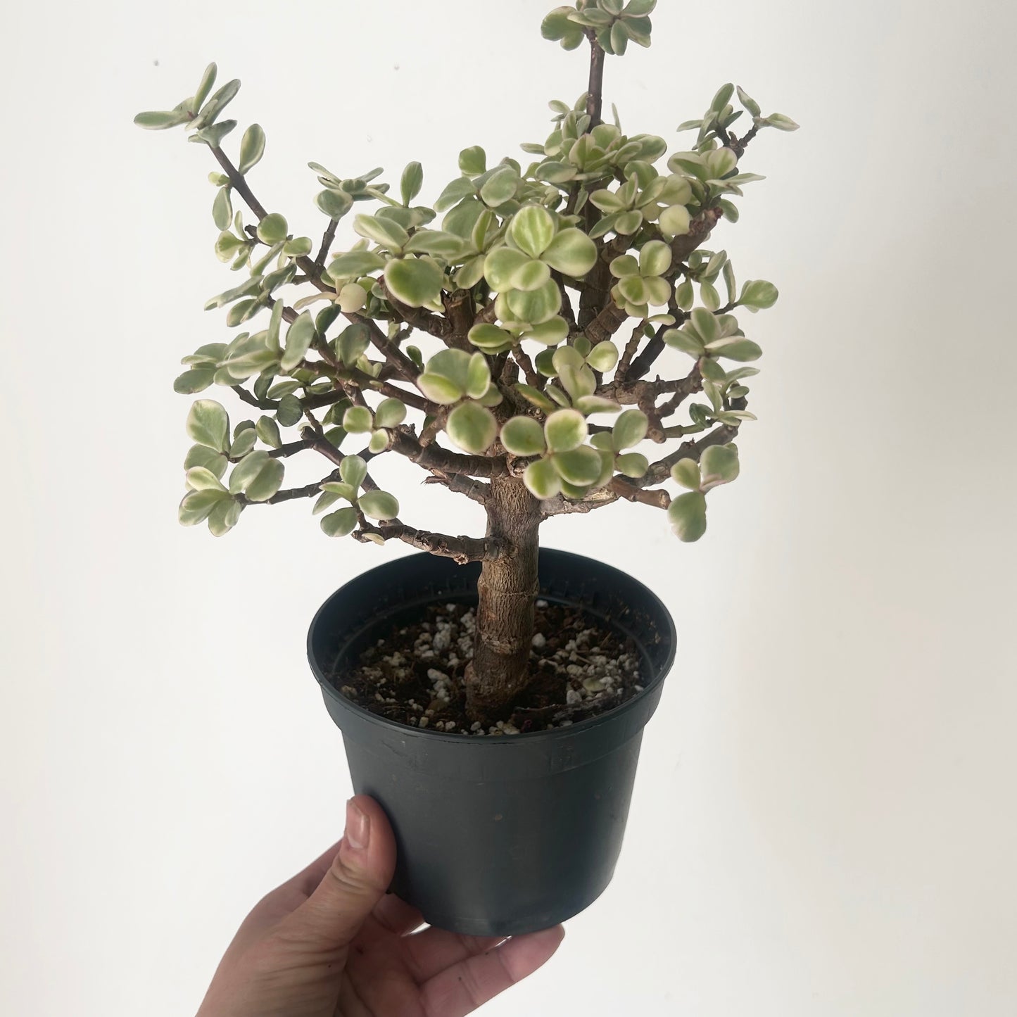 Variegated Elephant Jade PREFINISHED Bonsai Tree (Portulacaria Afra) 4"pot