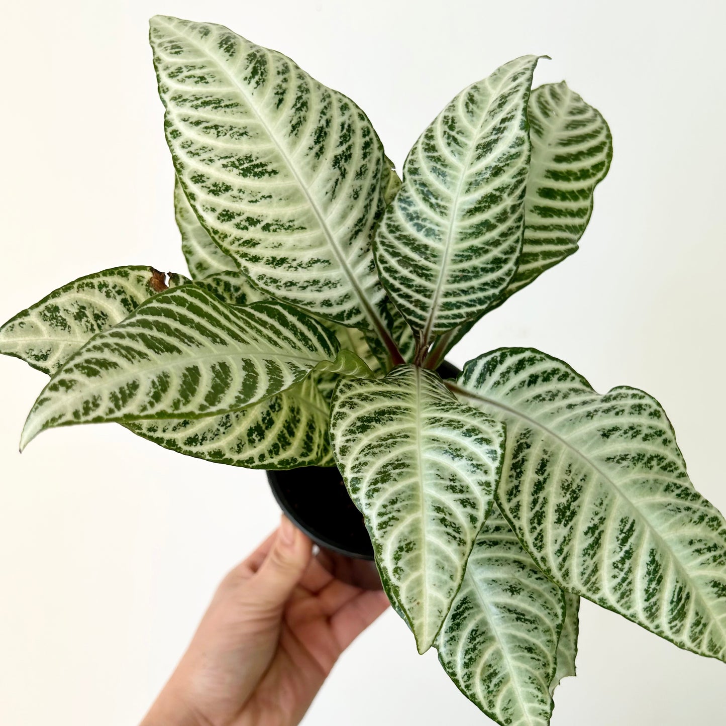 Aphelandra “Snowflake” 4" pot