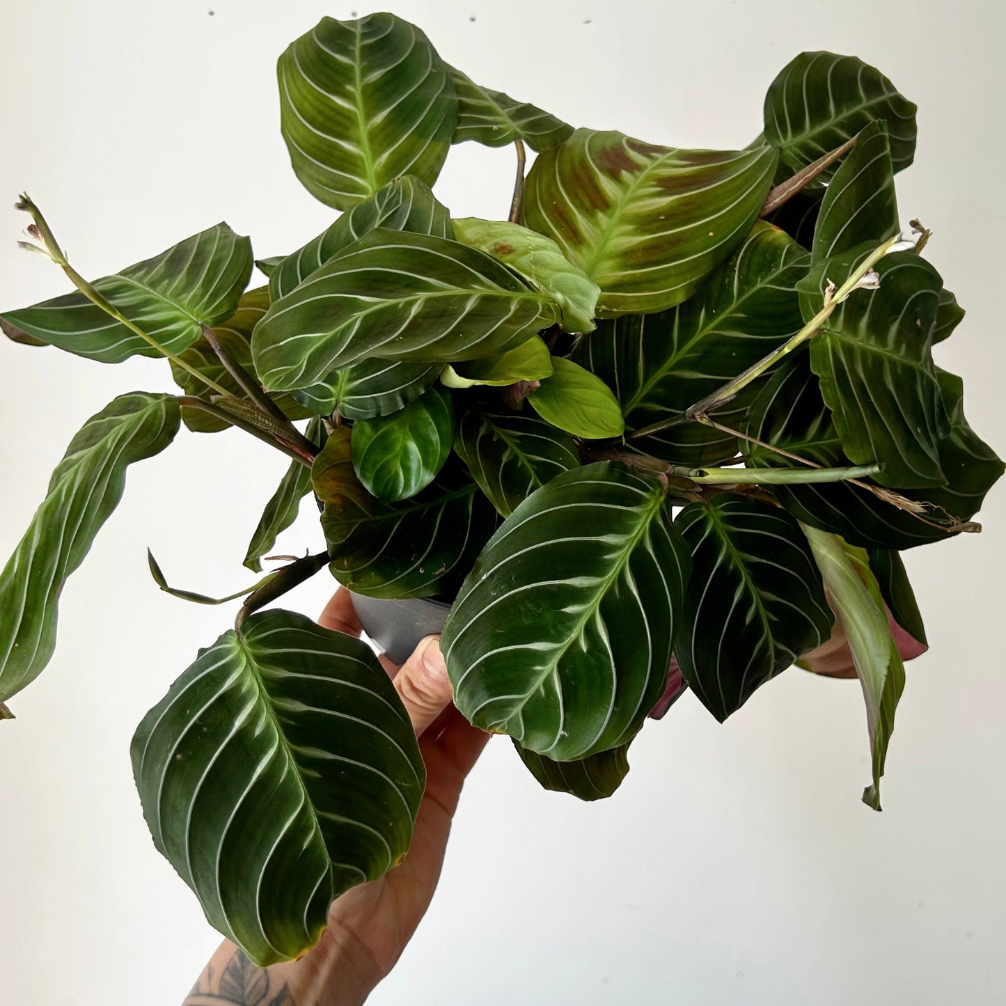 Maranta"Cat’s Moustache” 6” hanging basket