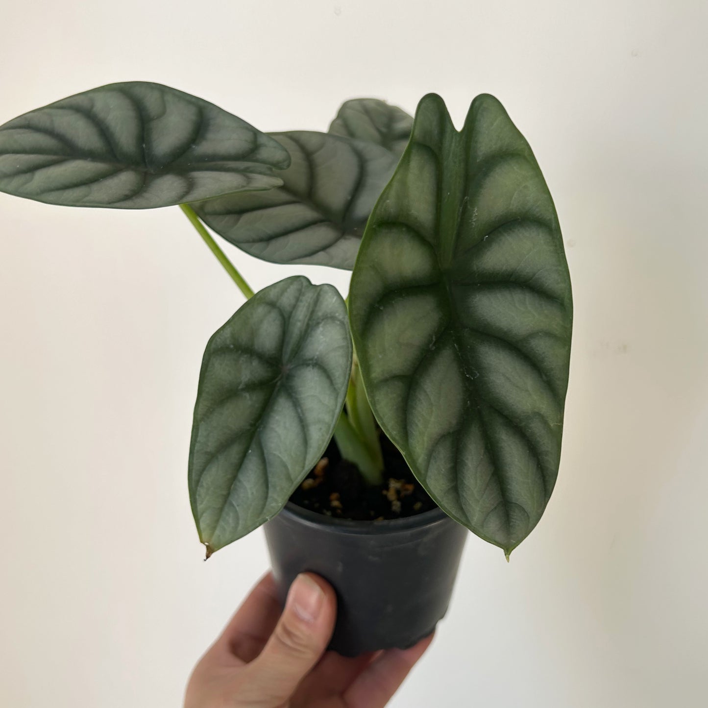 Alocasia “Silver Dragon” 4”pot
