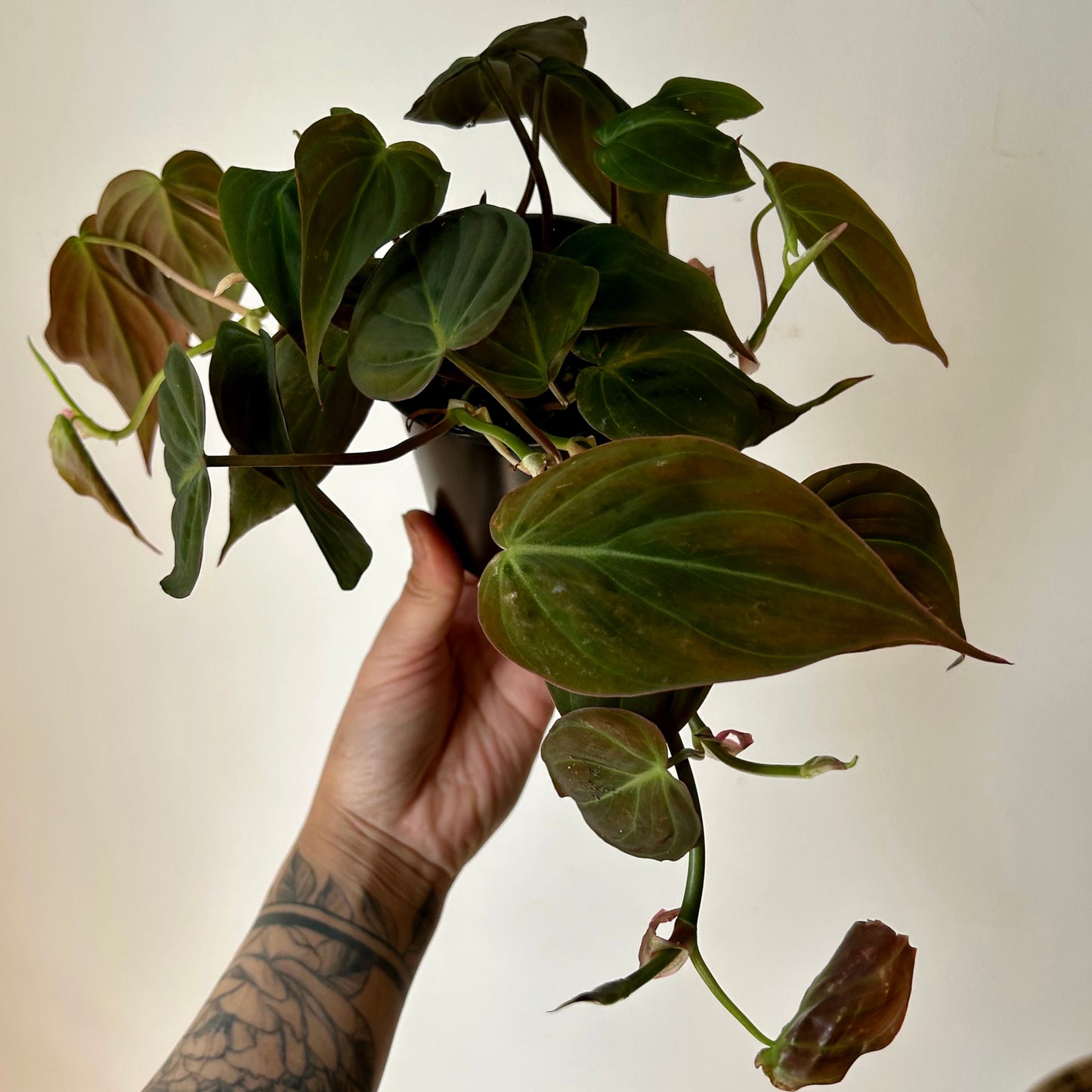 Philodendron Micans 3.5”pot