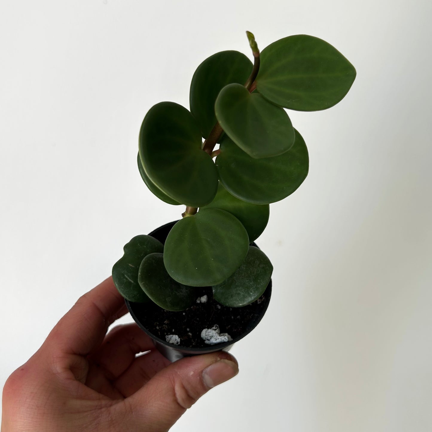 Peperomia tetraphylla “Hope" 2.5”pot