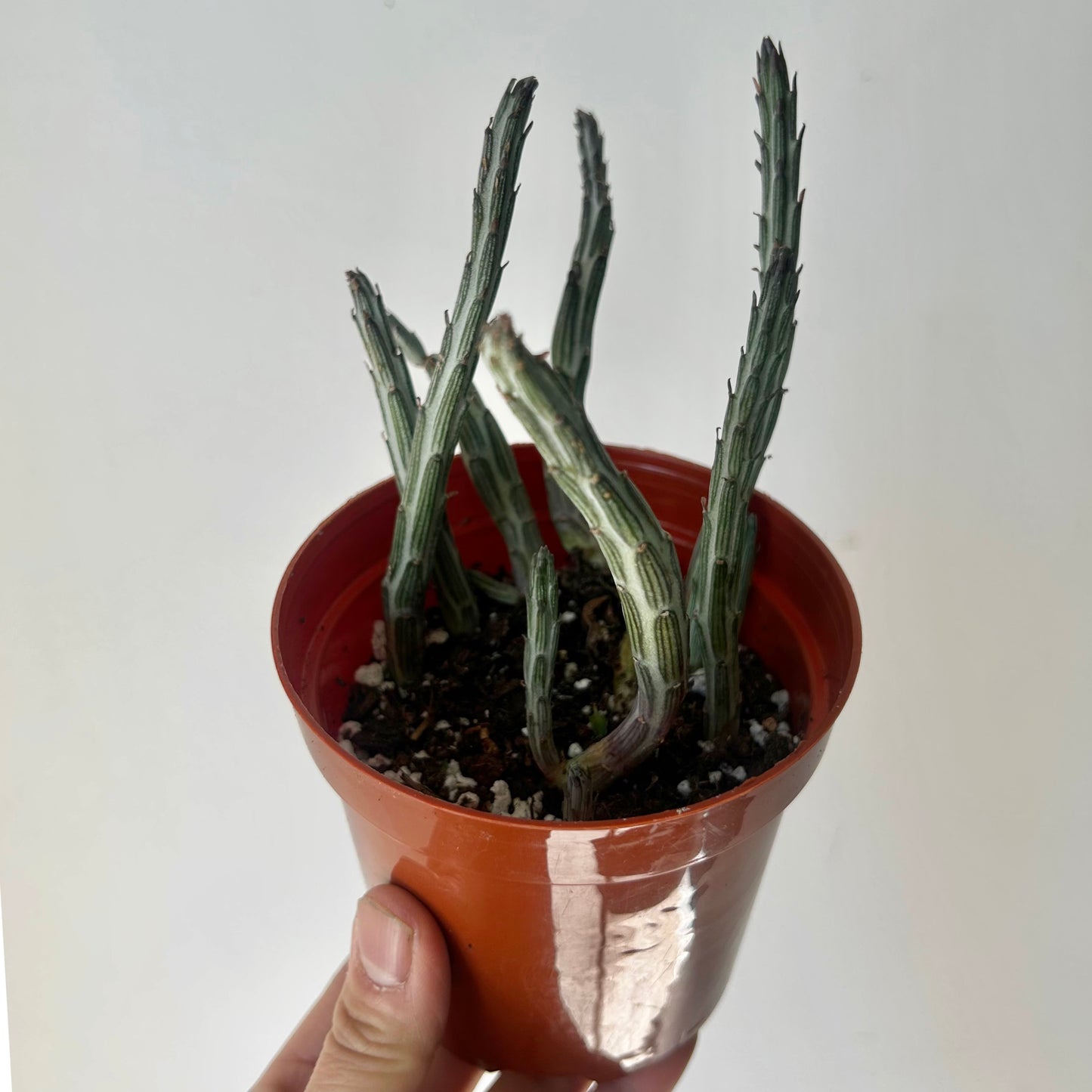 Senecio Stapeliiformis 4” pot