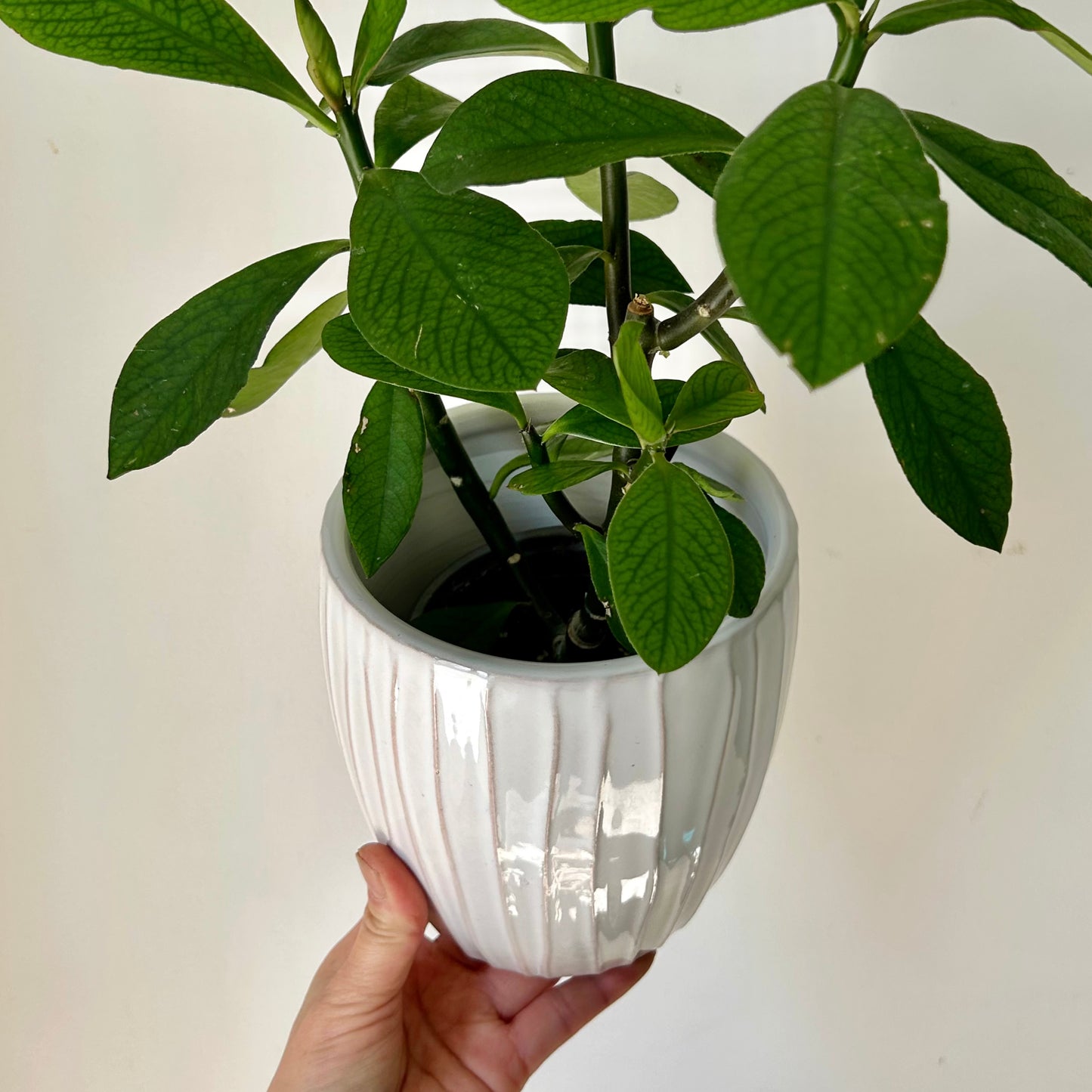 CAMILLE Decorative Ceramic Planter (5”x5.5”)