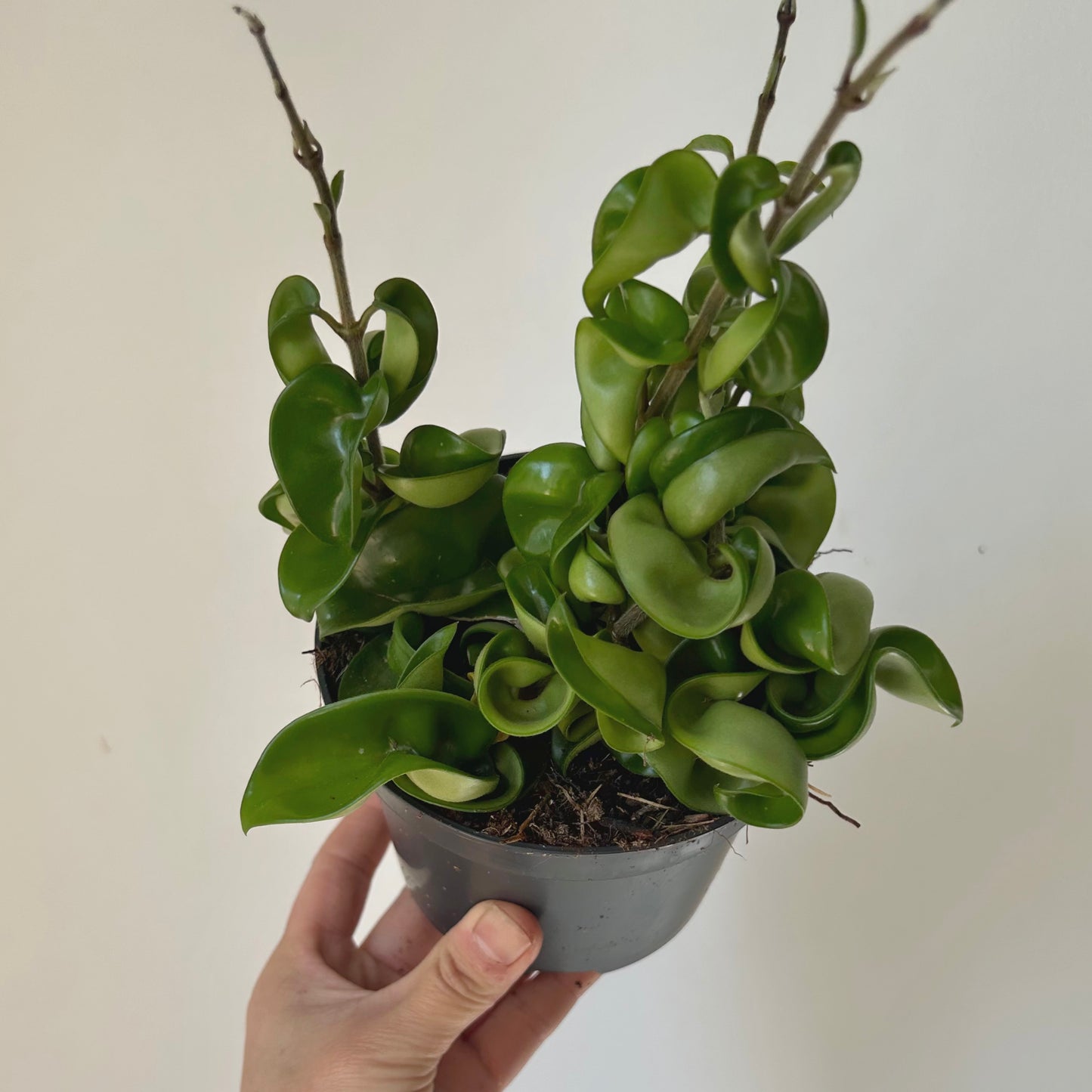 Rope Hoya (Carnosa compacta) 5” pot