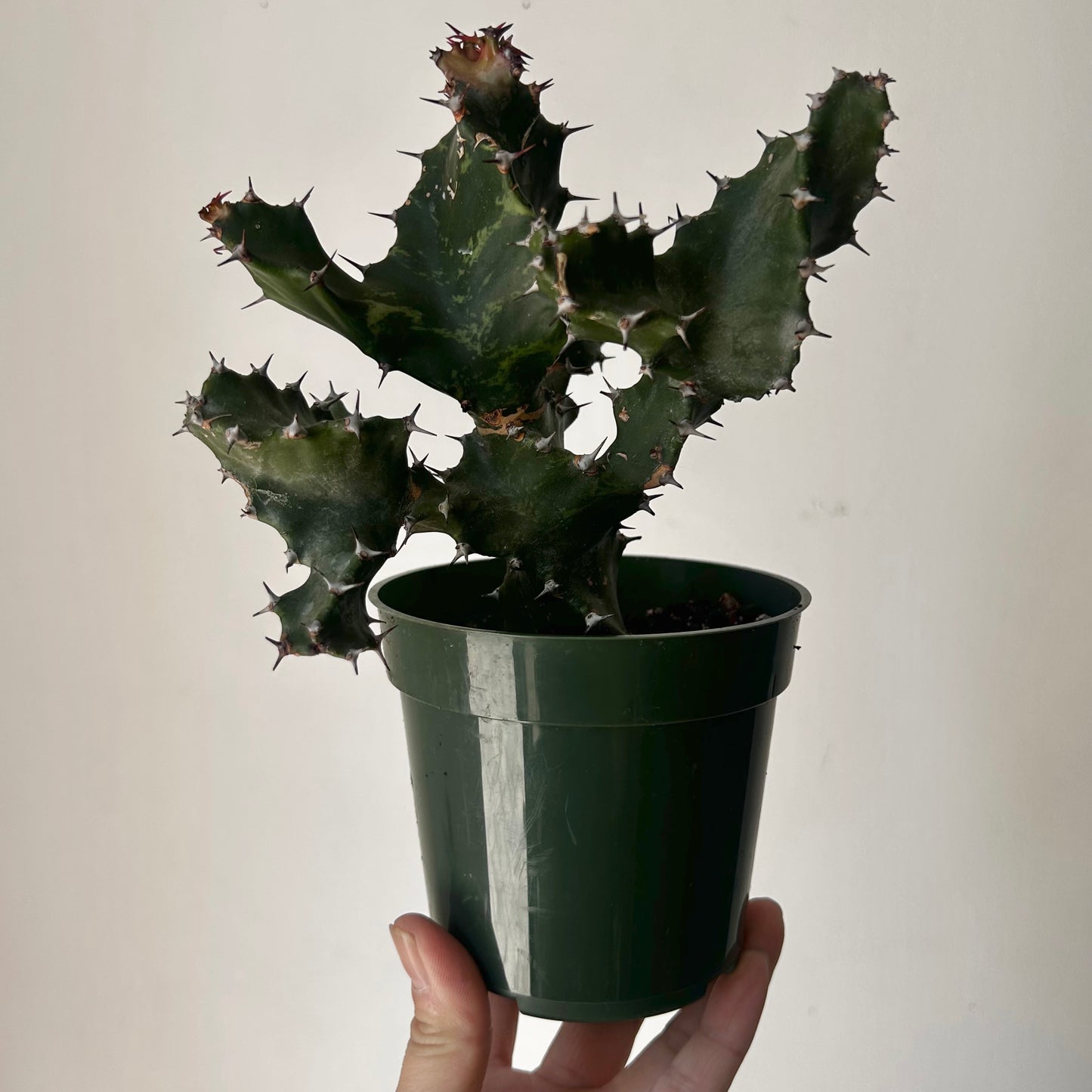 Spiral Euphorbia (tortilis) 4”pot