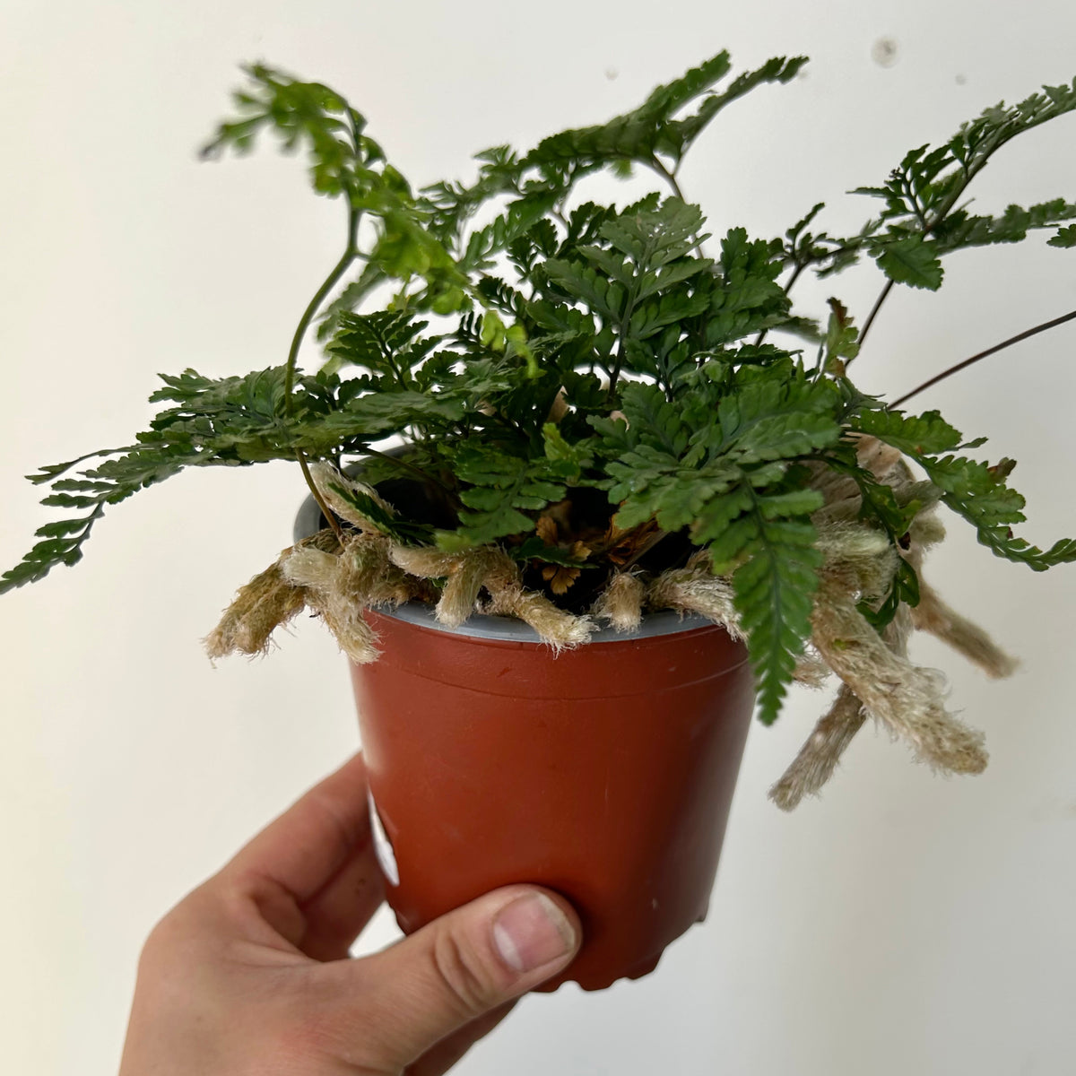 Rabbit foot fern 3.5”pot