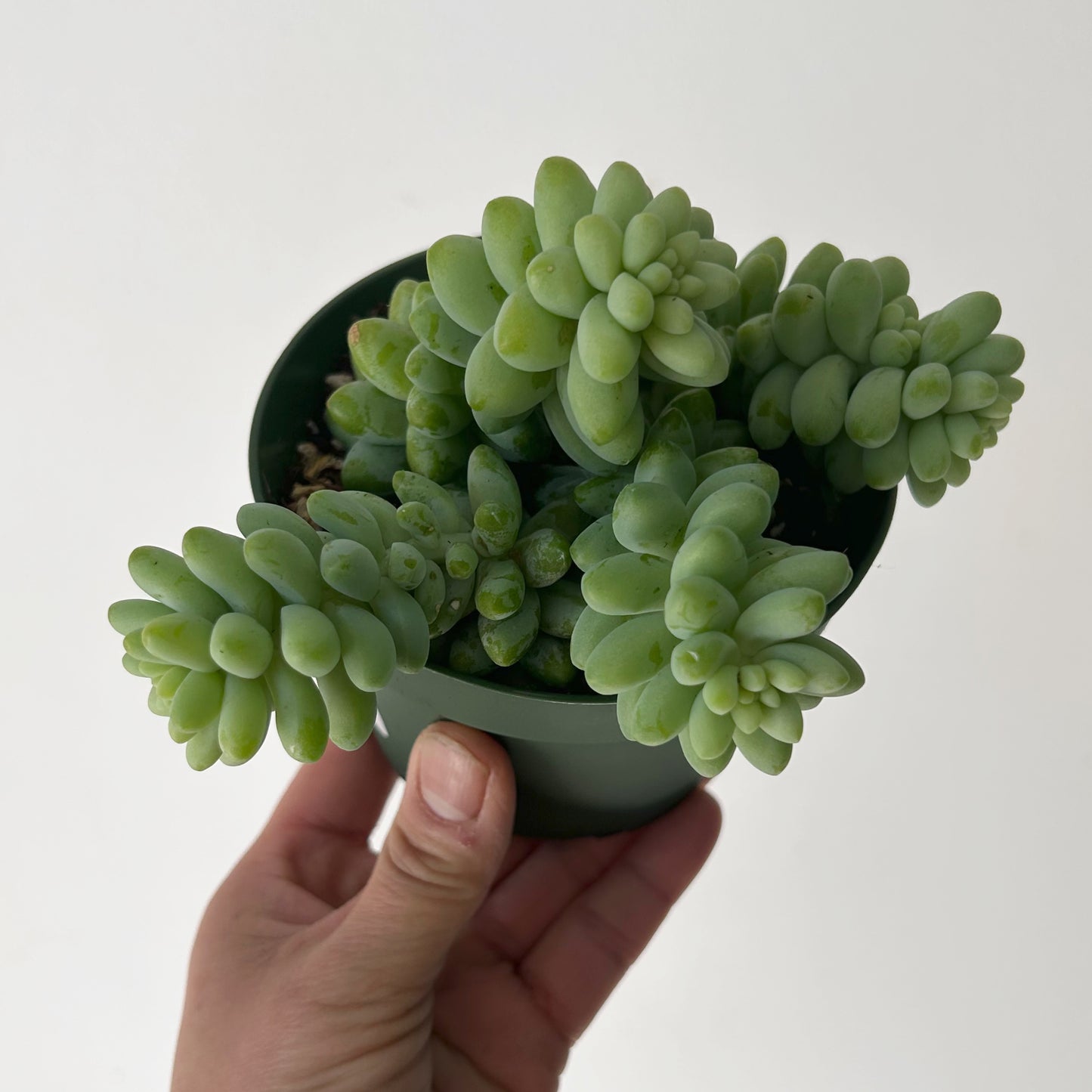Burro's Tail Succulent (Sedum morganianum) “Burrito” 4”pot