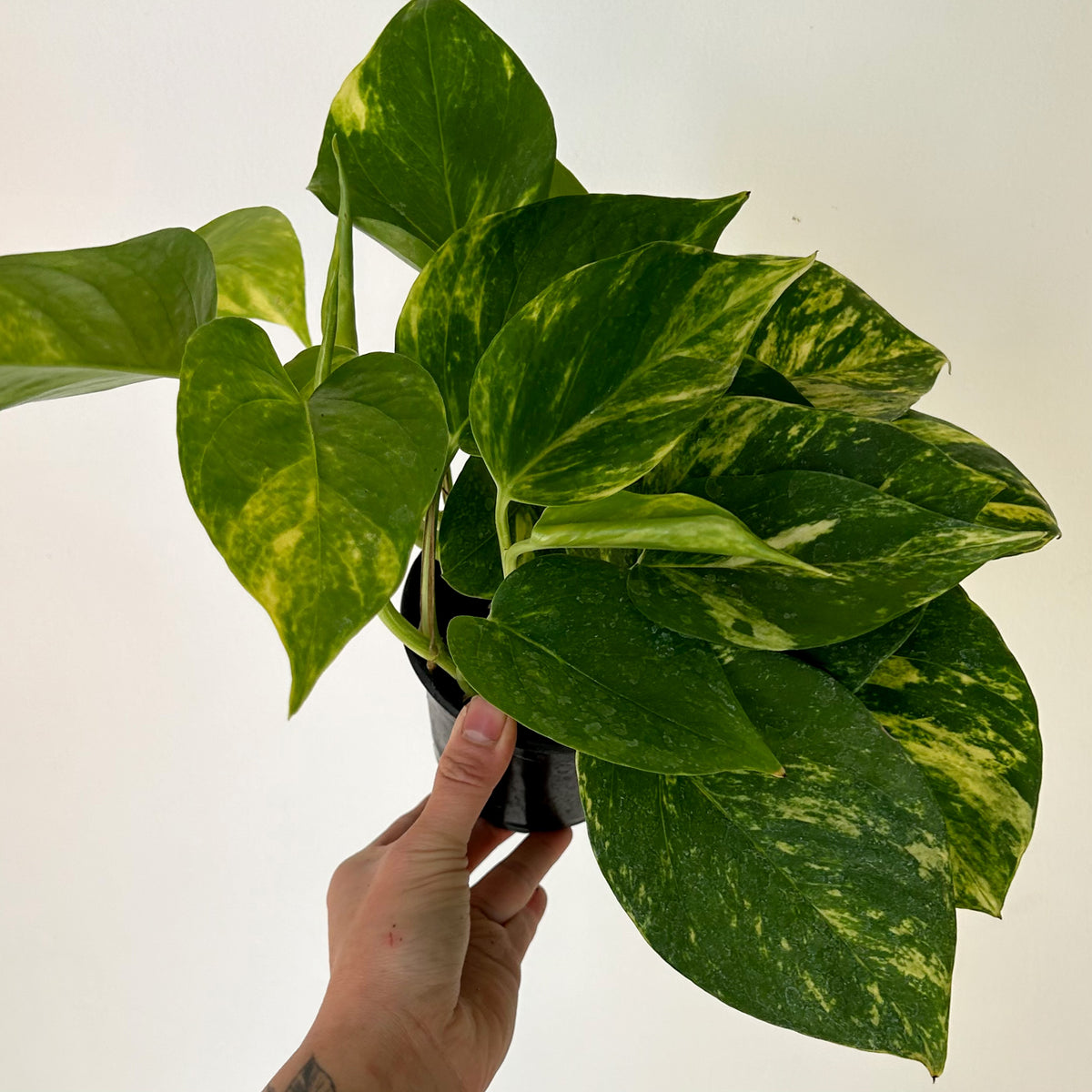 Golden Pothos 4” pot House of Plants