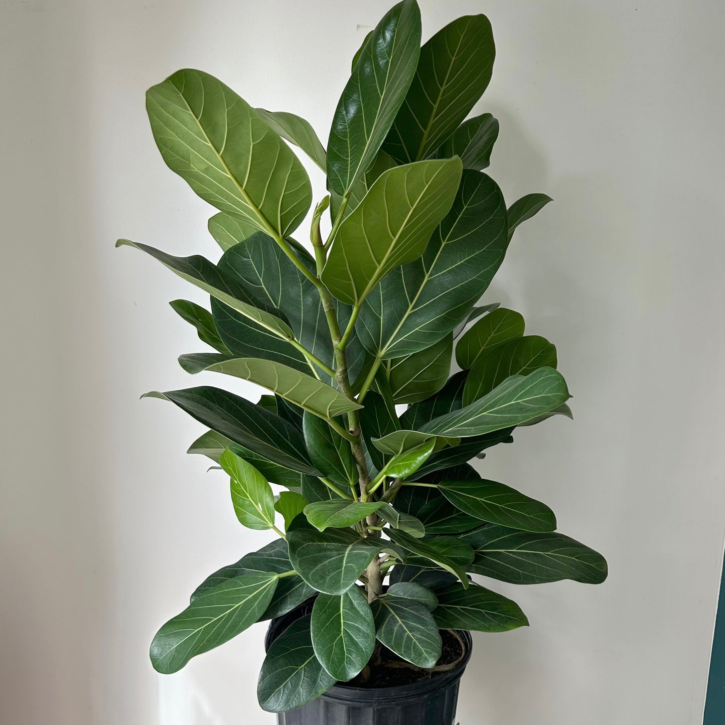 Ficus “Audrey” Bush (approximately 2.5ft tall) 10"pot