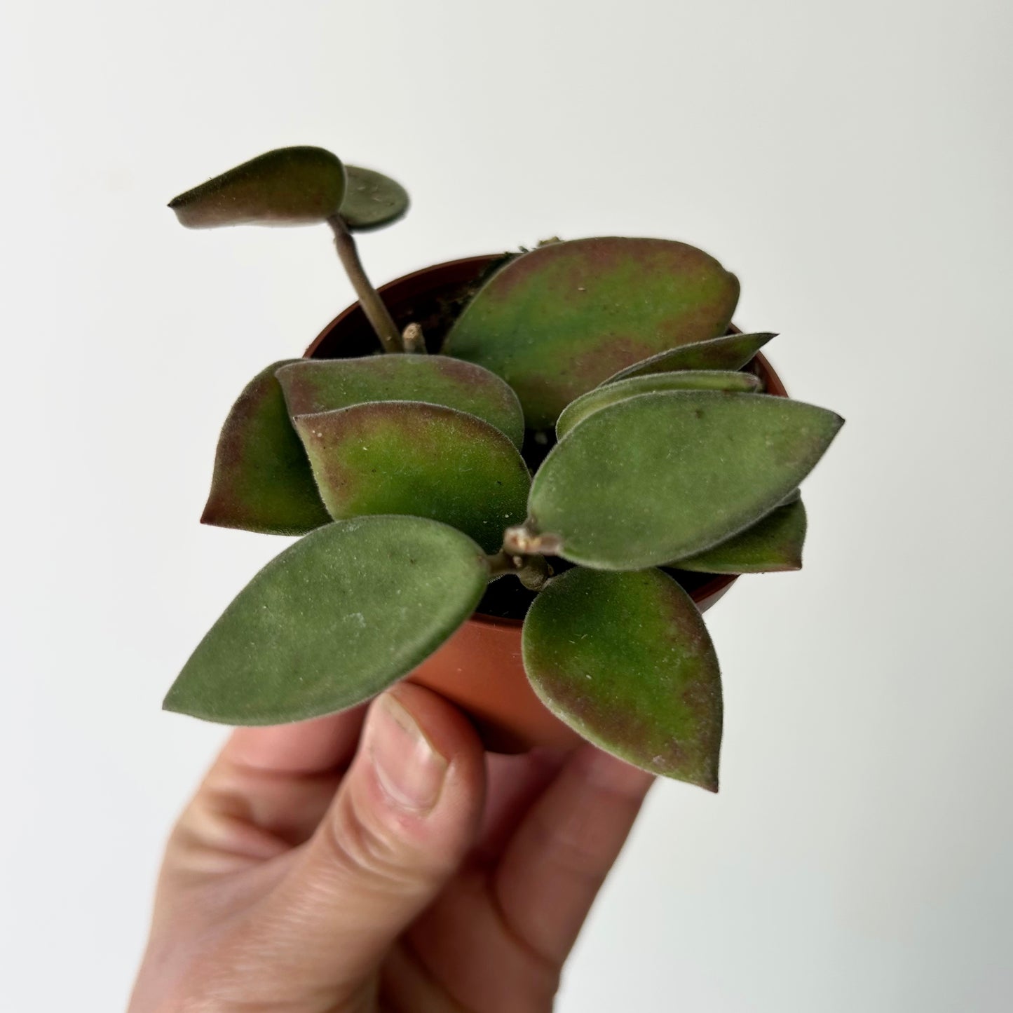 Hoya nummularioides 2.5”pot