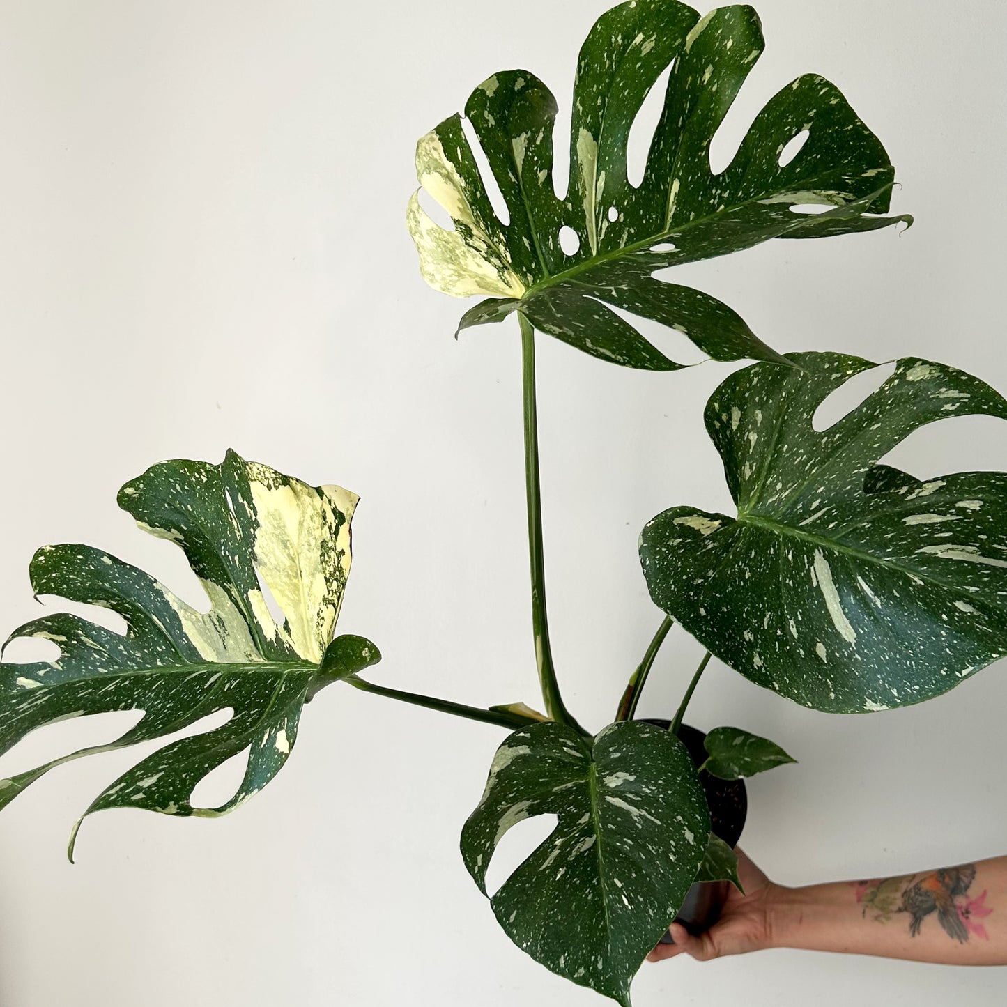 Monstera “Thai Constellation" 6” pot