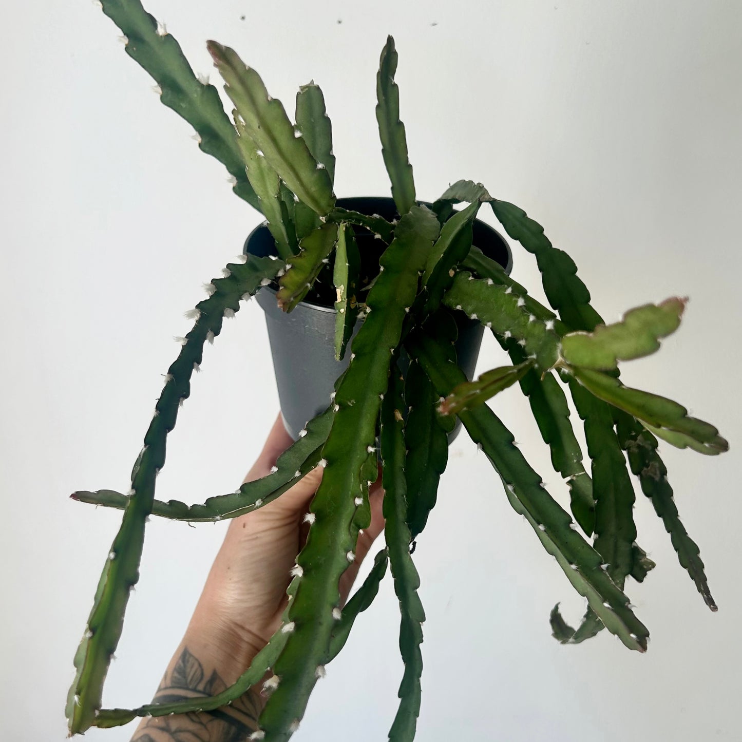 Hurricane Cactus (Lepismium cruciforme) 5”pot