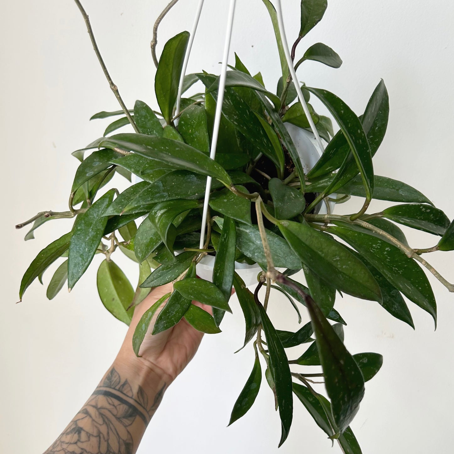 Hoya pubicalyx 6” hanging basket