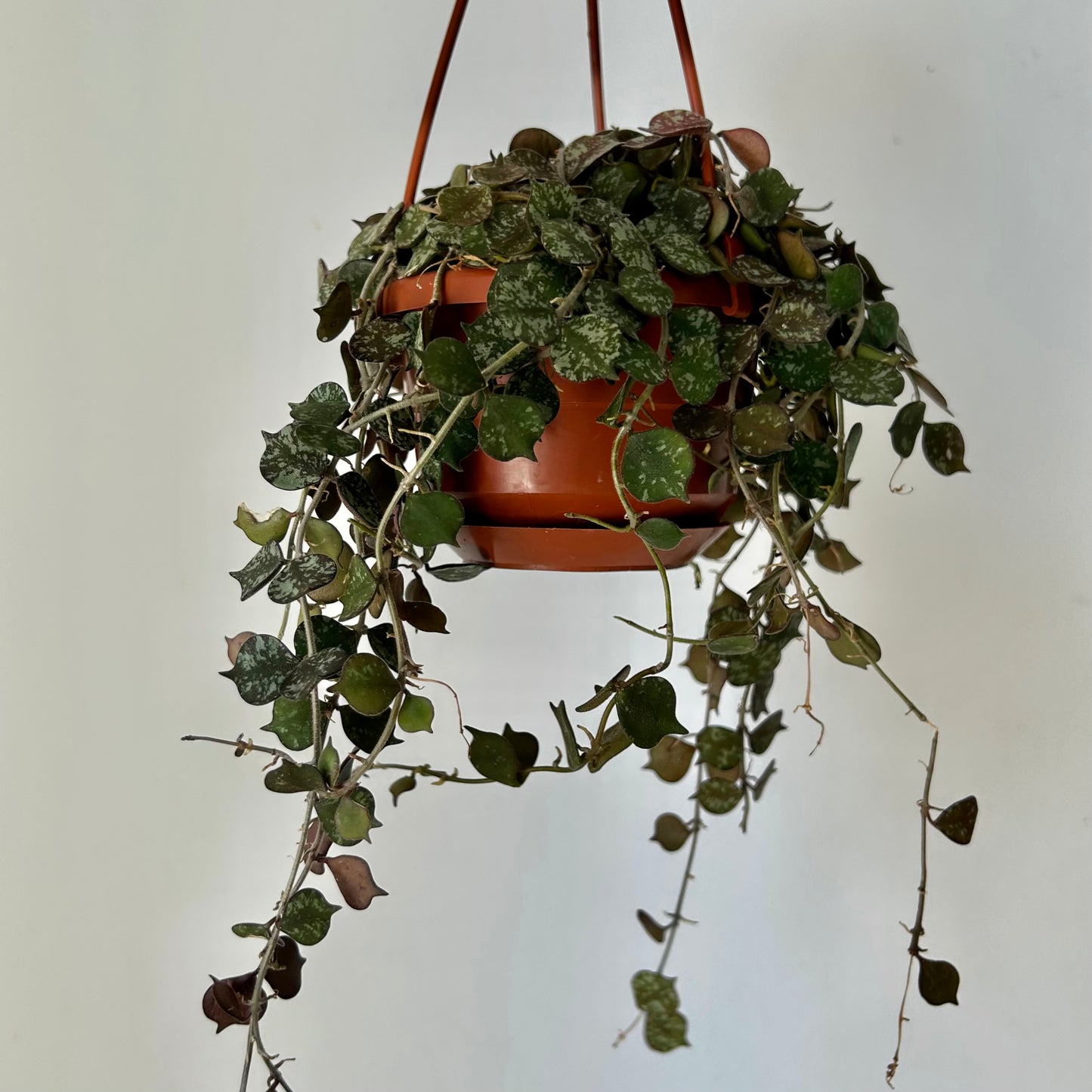 Hoya Curtisii 4.5” hanging basket