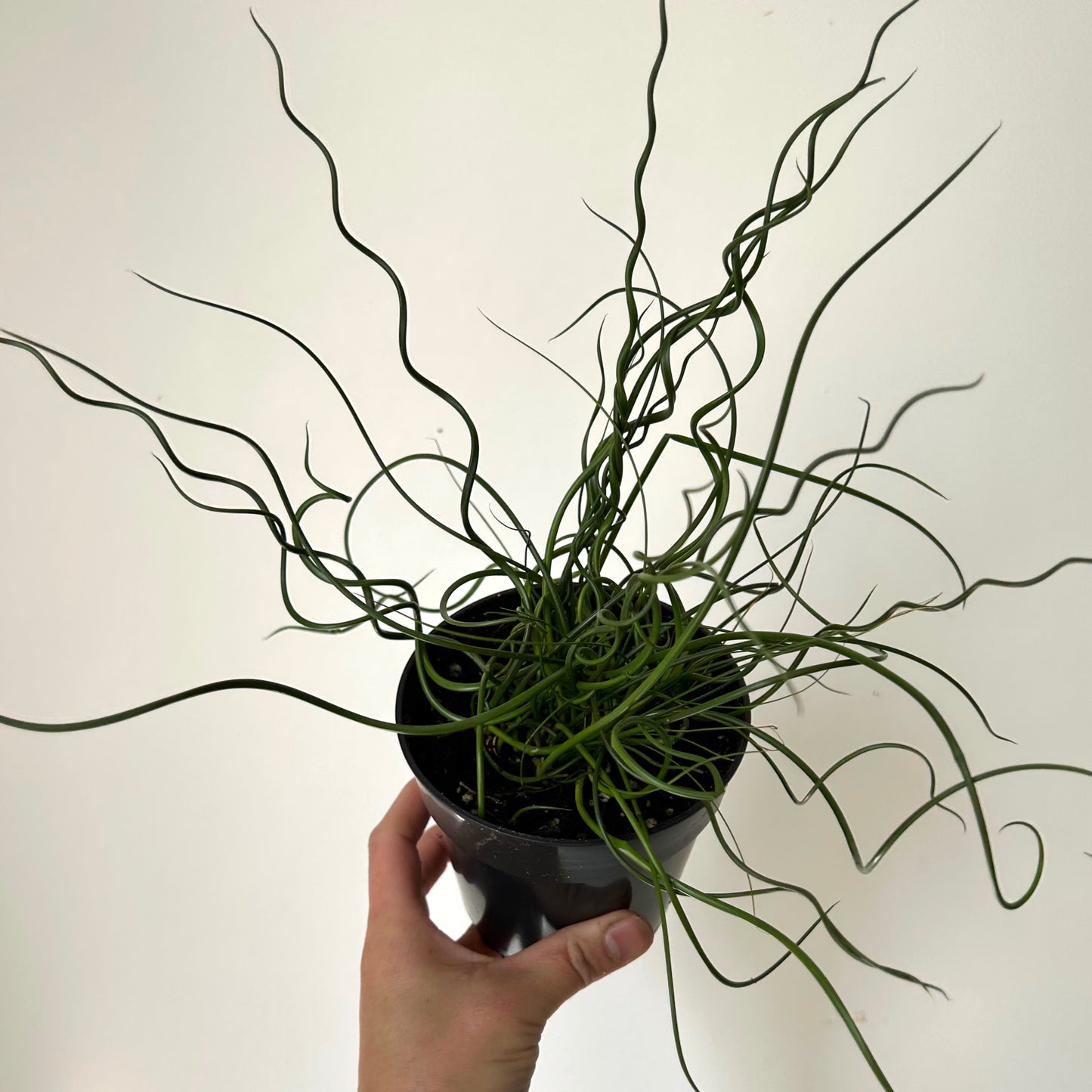 Corkscrew Rush (Juncus Spiralis), 4"Pot