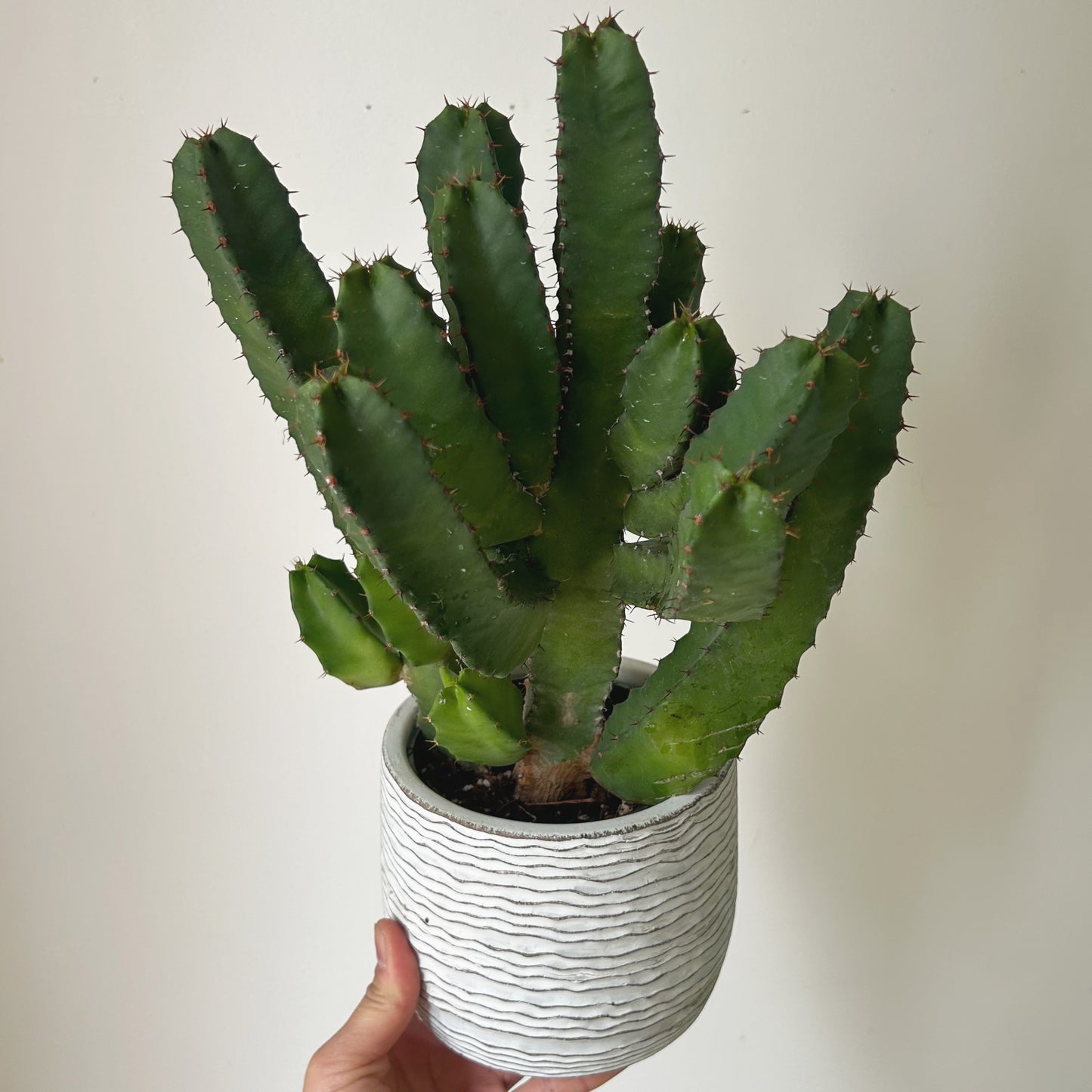 Resin Spurge (Euphorbia resinifera) 5”pot