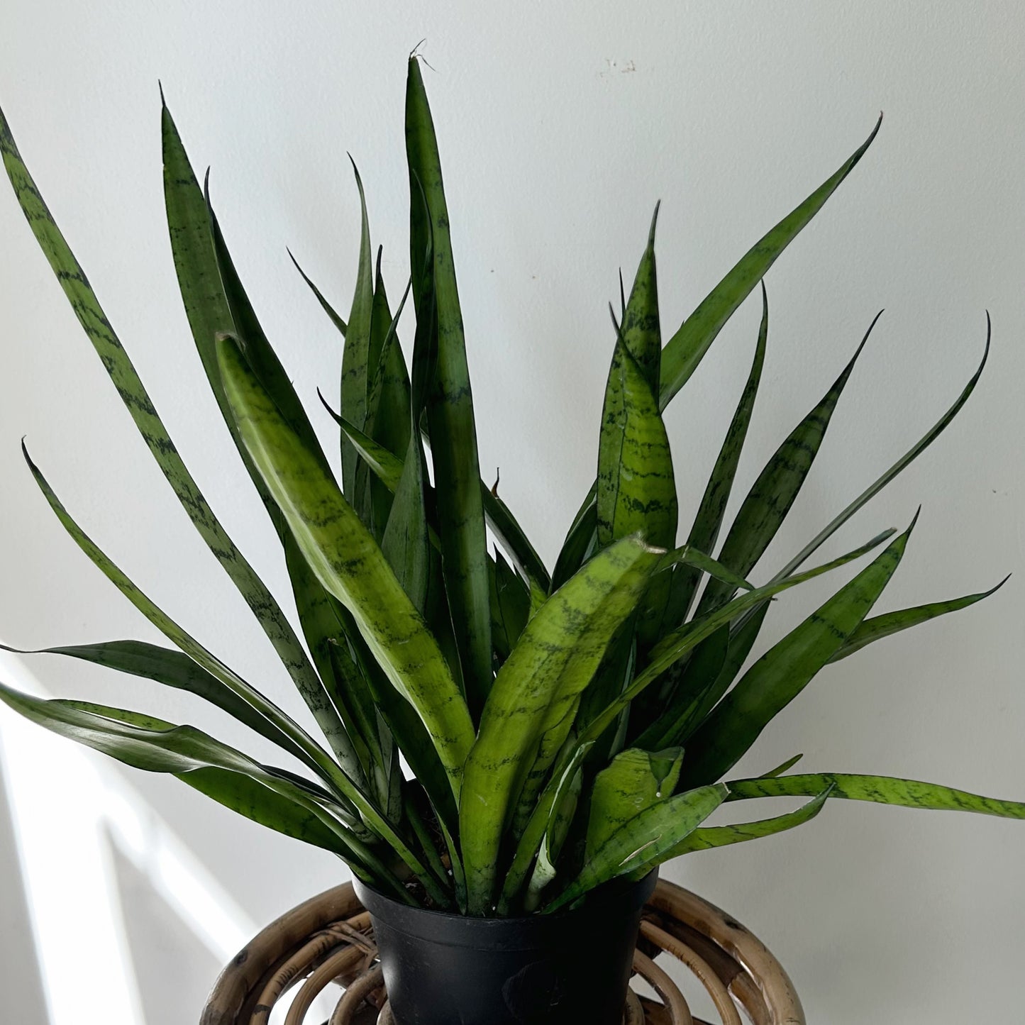 Sansevieria "Silver Streak" 6”pot