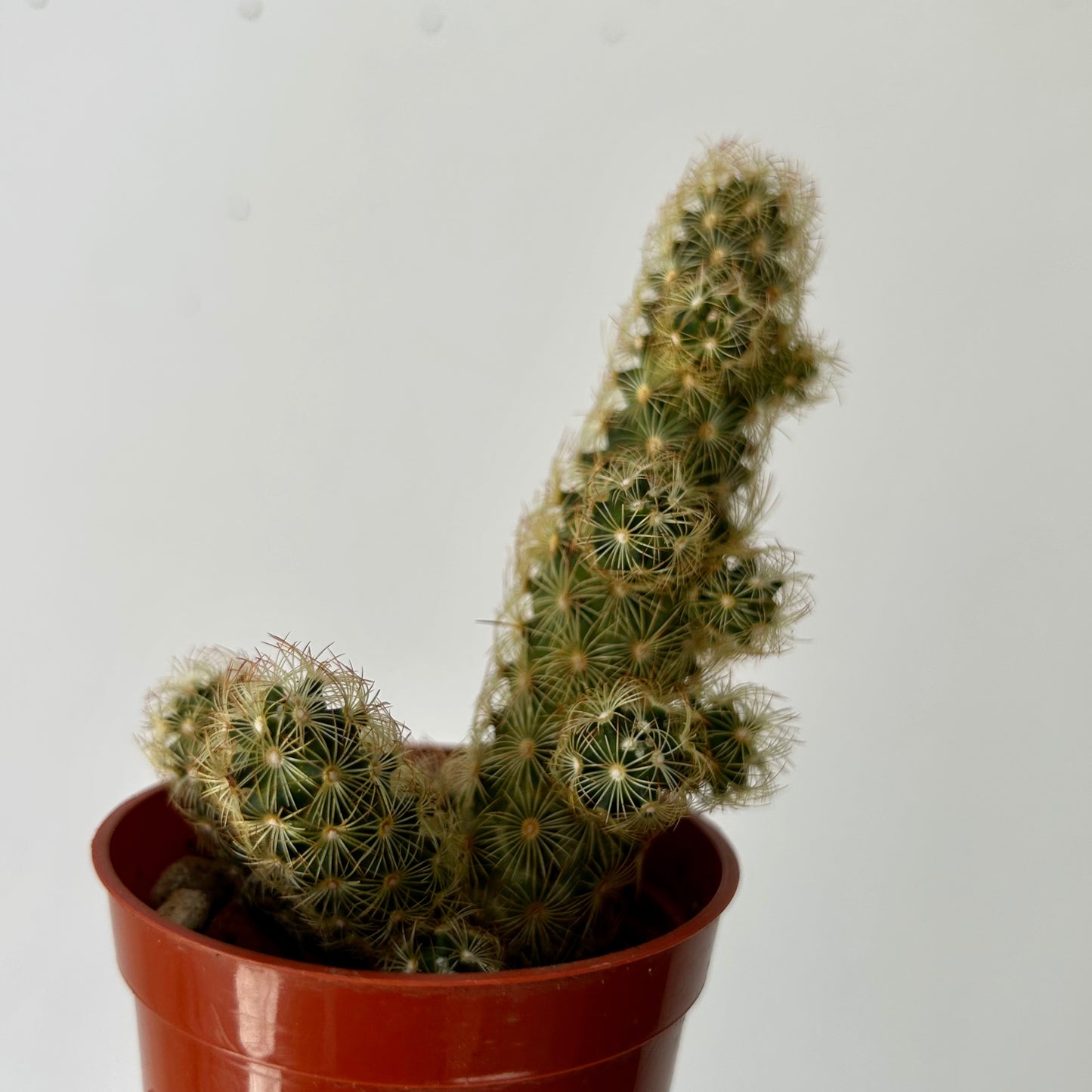 Lady Finger Cactus (Mammillaria elongata) 2.75” pot
