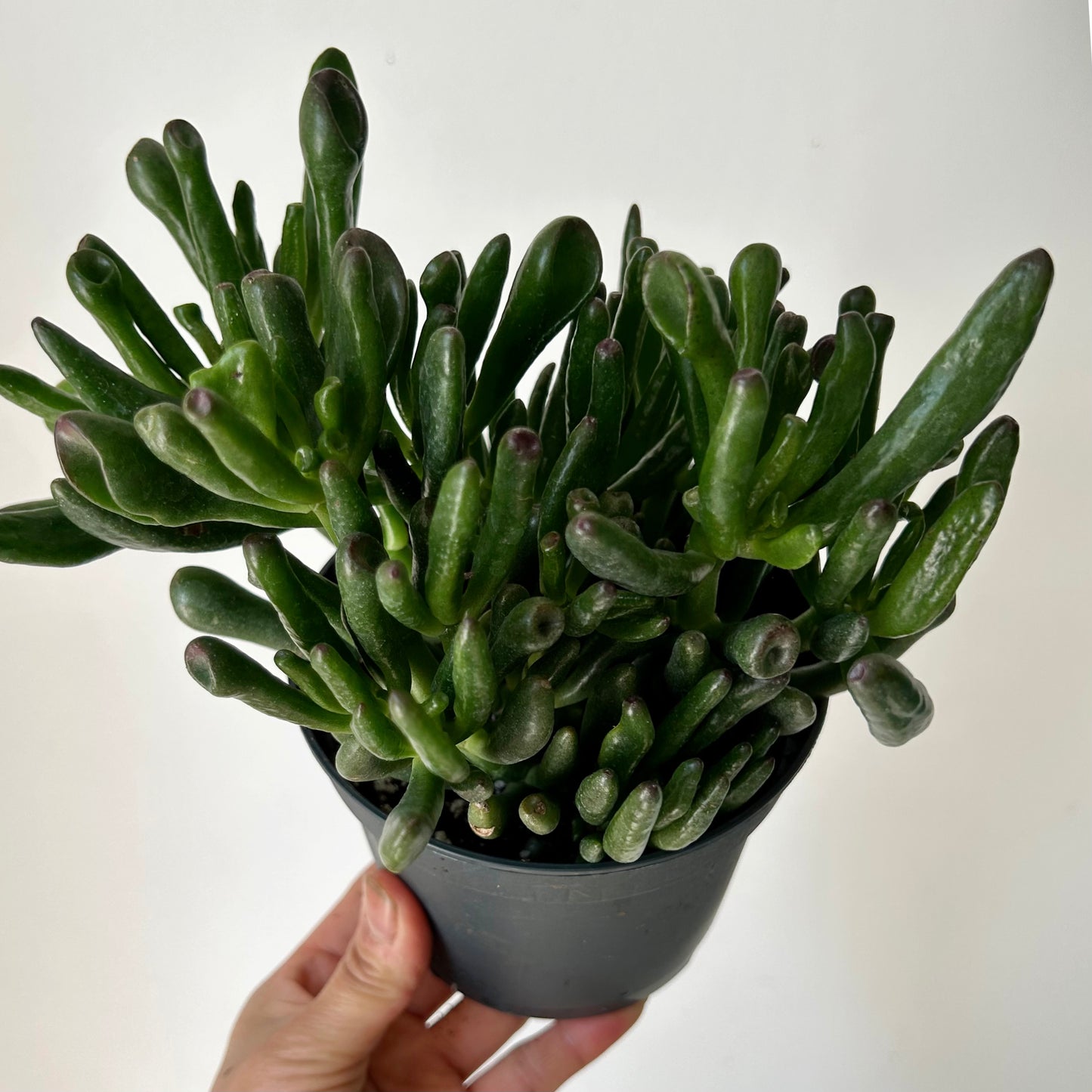 Hobbit Jade (Crassula) 5”pot