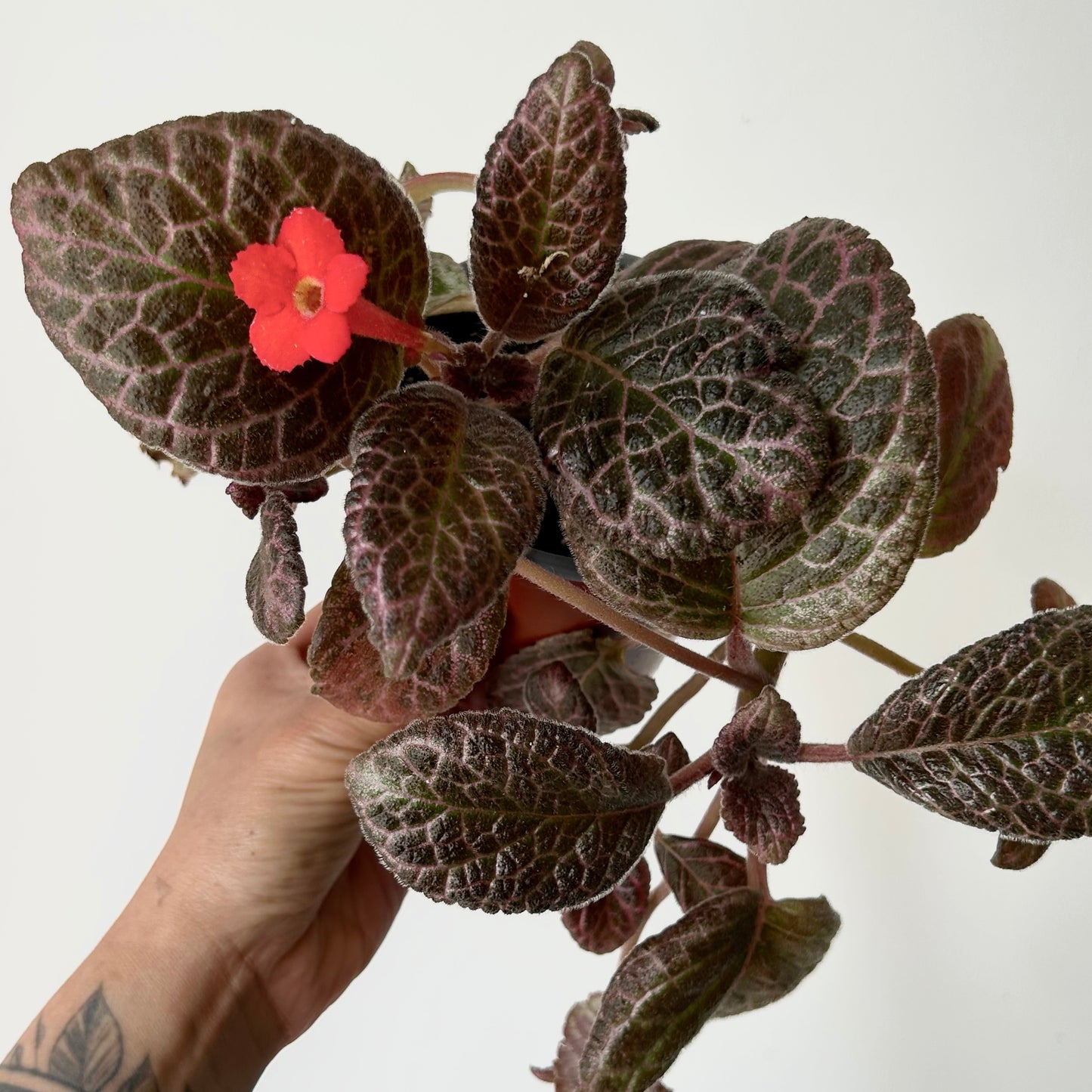 Episcia “Country Kitten” 4”pot