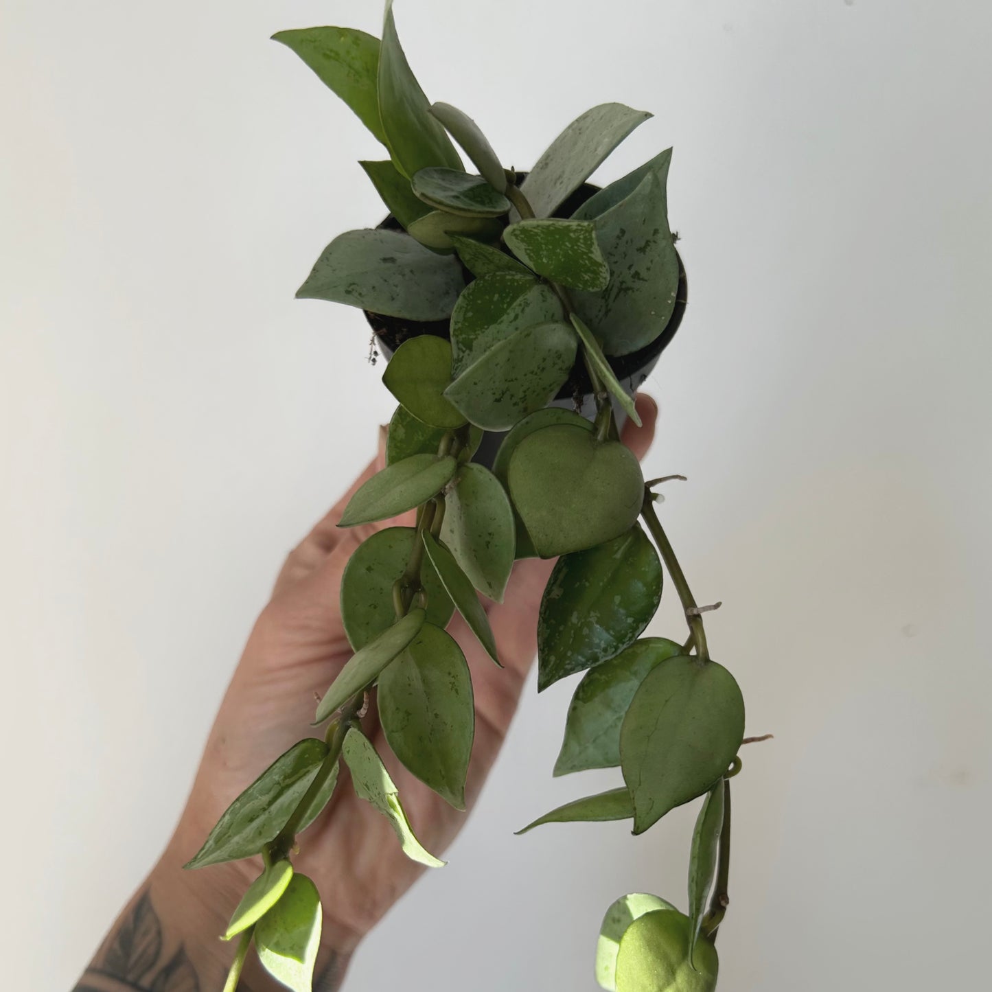 Hoya Krohniana Silver 2.5”pot